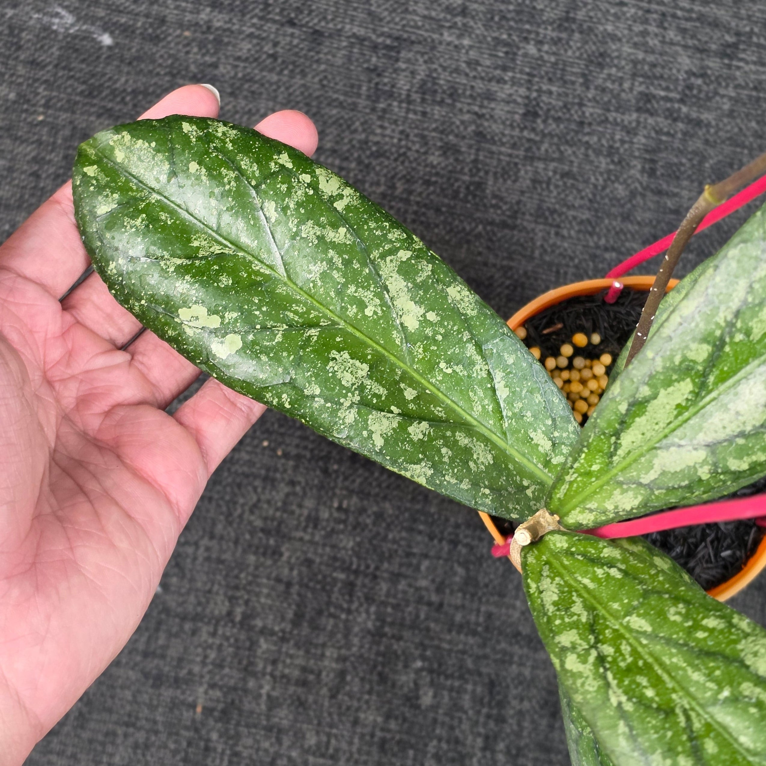 Hoya sp 'Tanggamus Way Maja'
