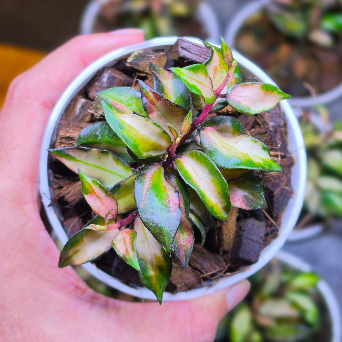 Hoya lacunosa scarlet glow