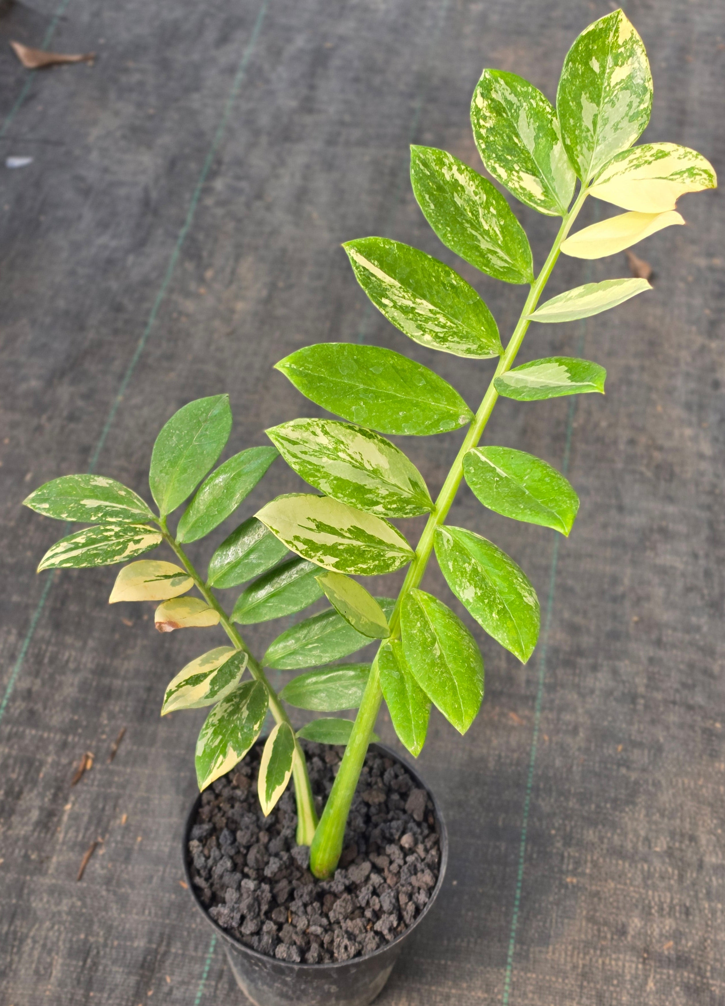 Zamioculcas zamiifolia albo variegated