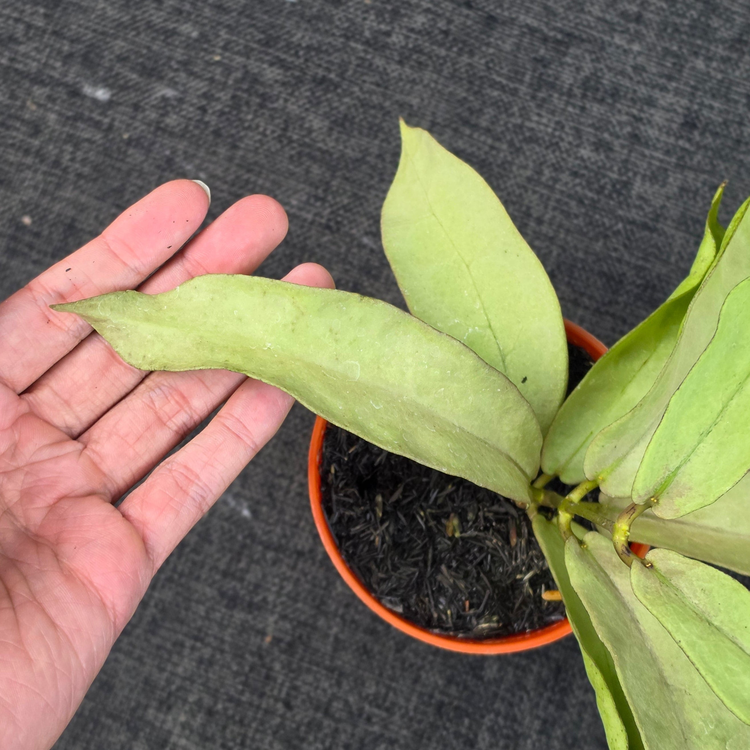 Hoya mitrata 'Pearl Gold'