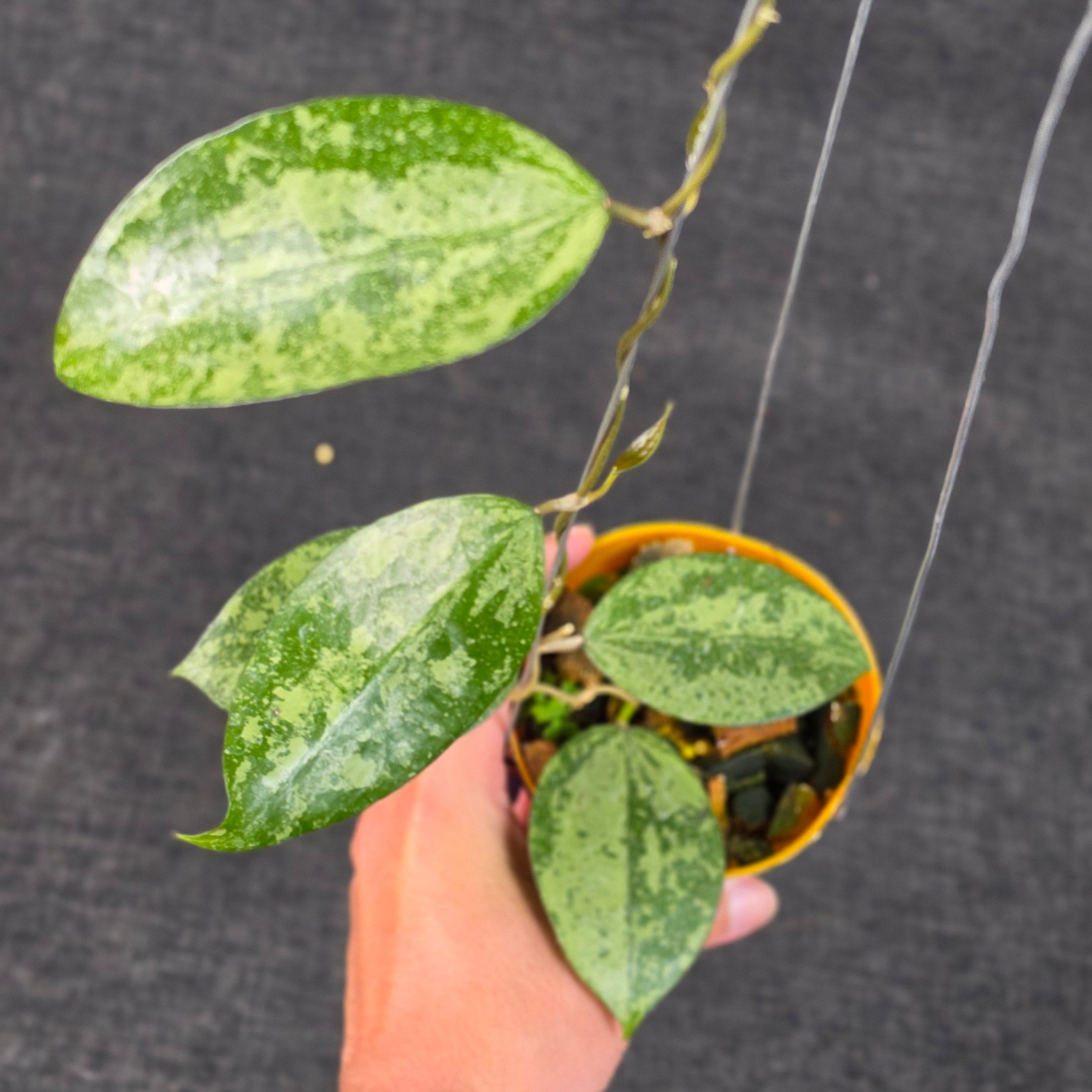 Hoya verticillata 'Nganjuk Splash'
