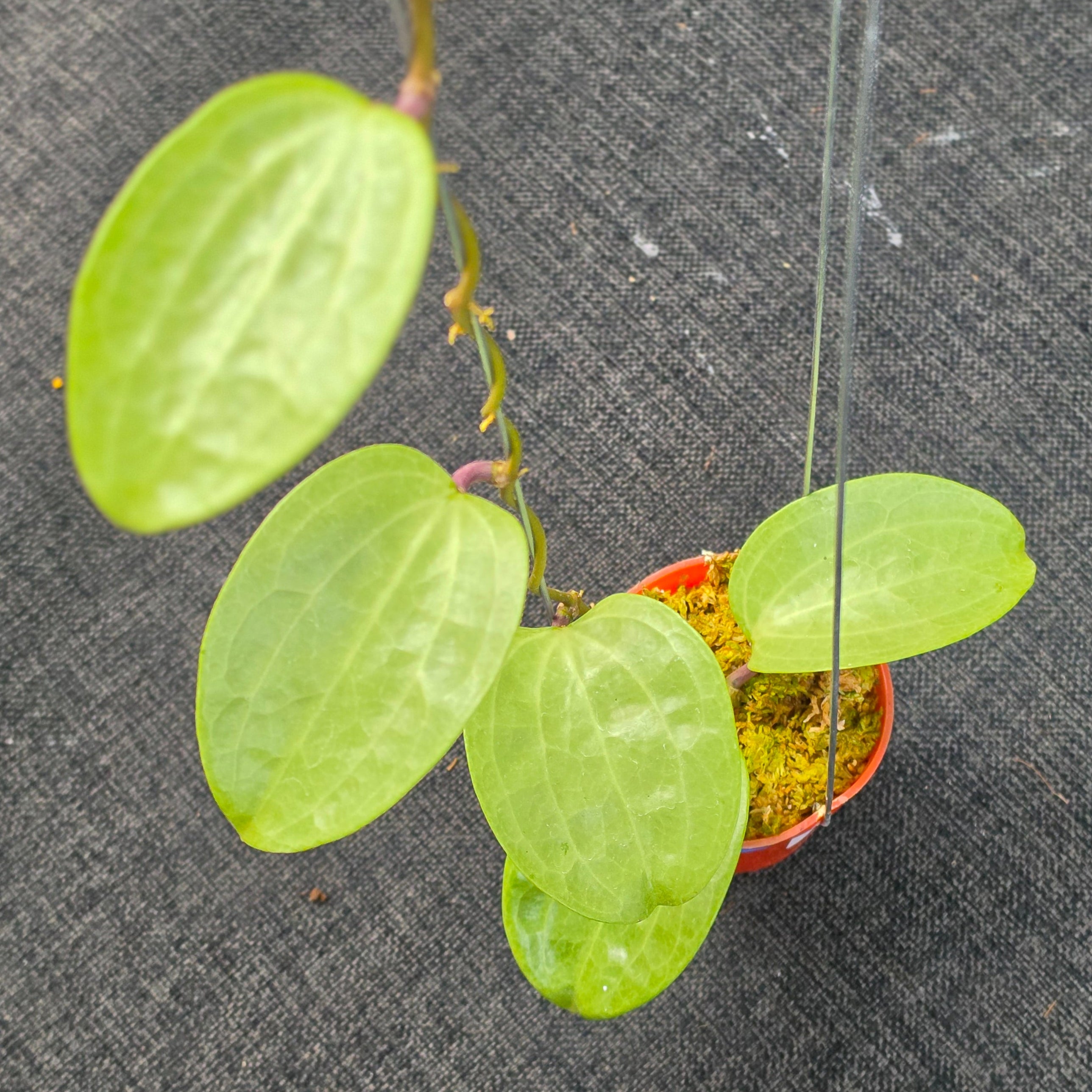 Hoya latifolia 'Filea'
