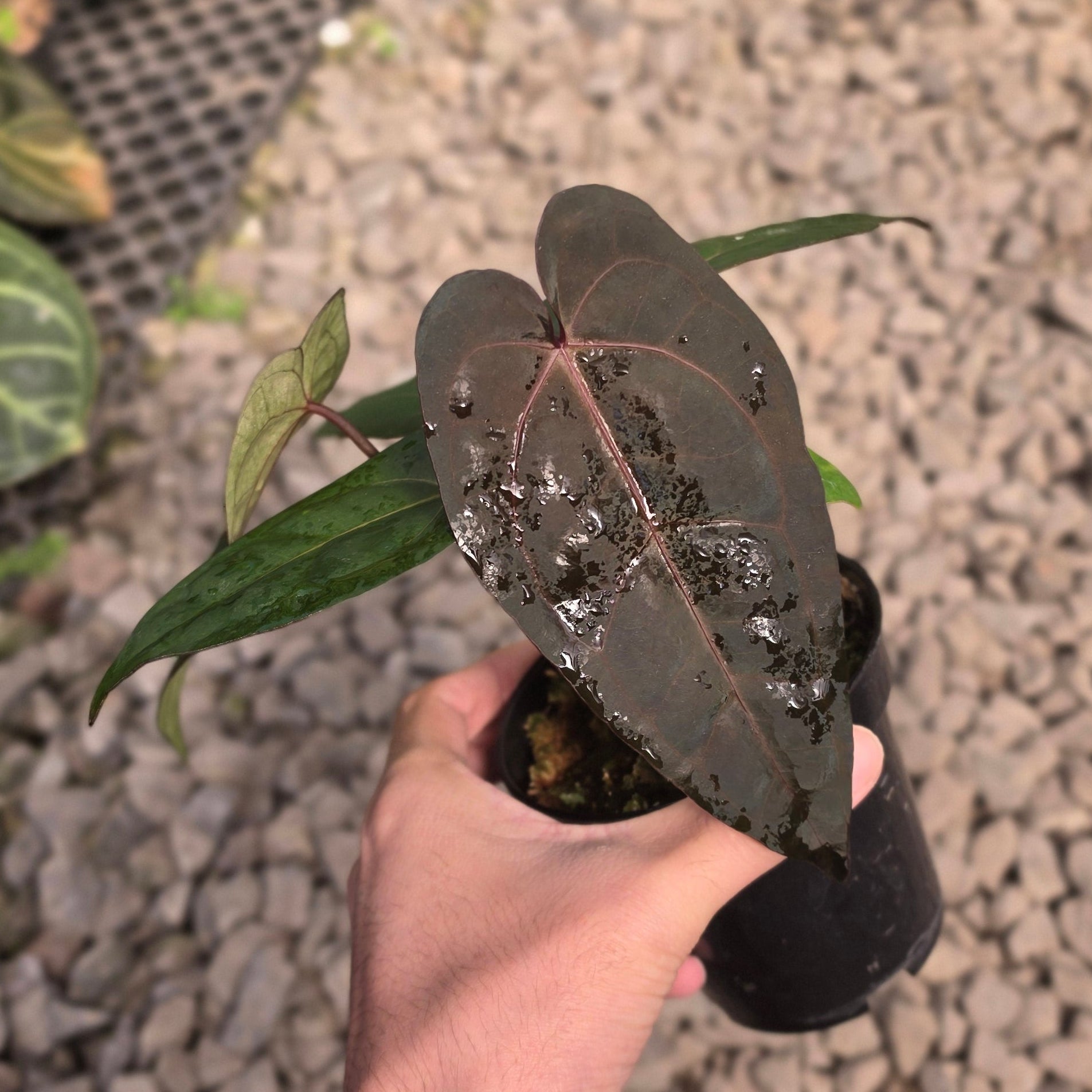 Anthurium dark handsome x red velvet cake