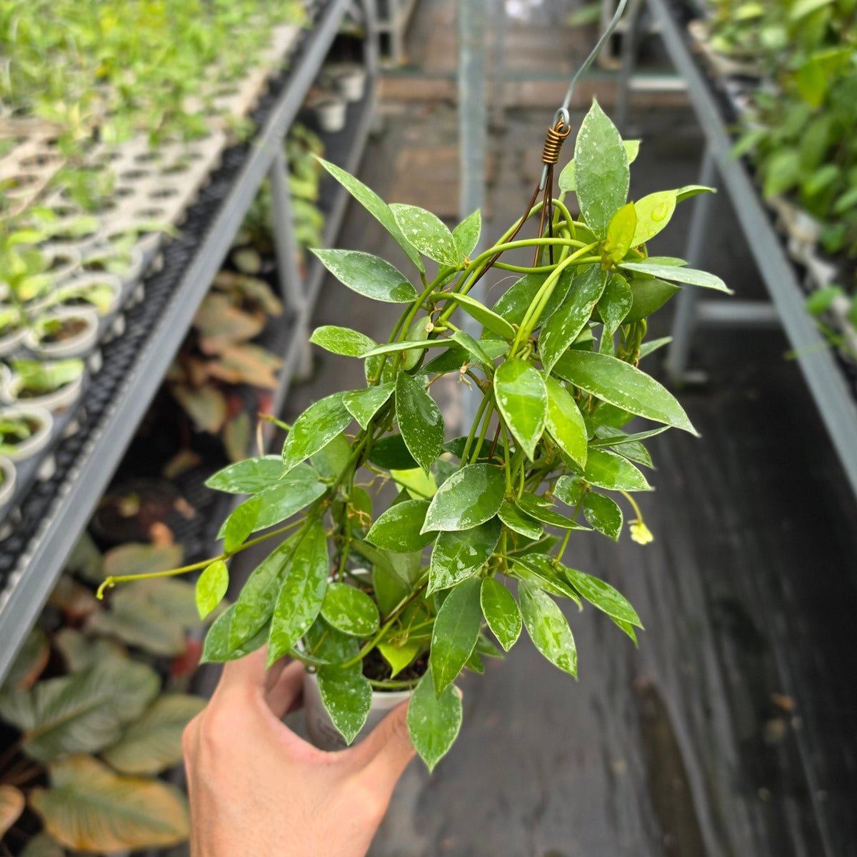 Hoya lacunosa ‘Silver Edge’