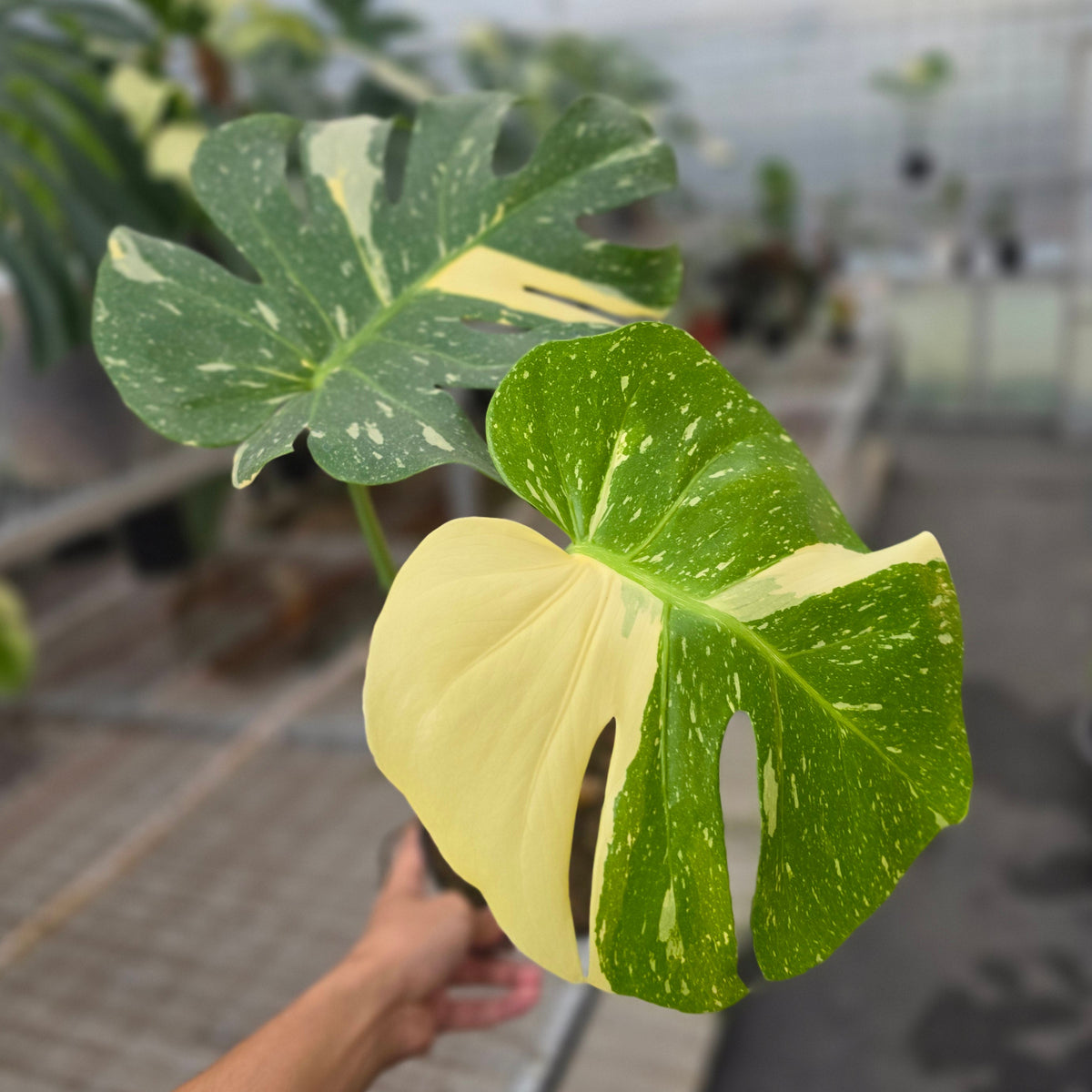 Monstera thai constellation - AM28-09