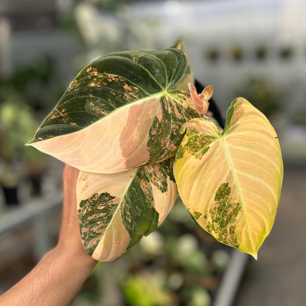 Philodendron melanochrysum orange variegated
