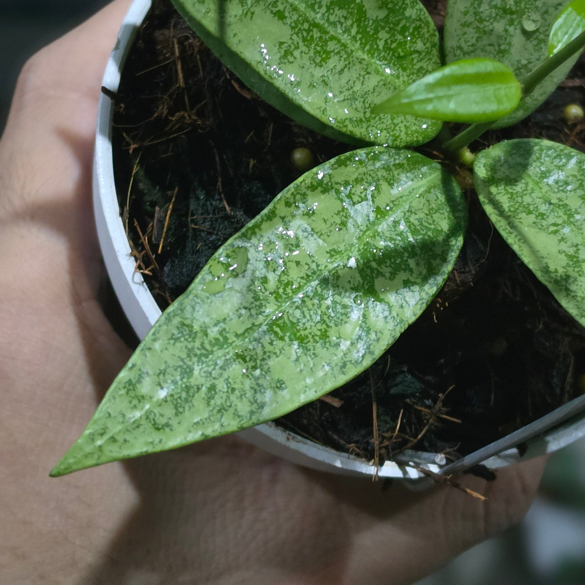 Hoya Punakawan Silver