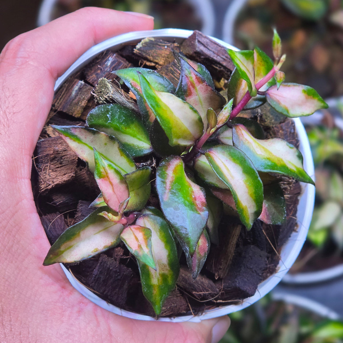 Hoya lacunosa scarlet glow