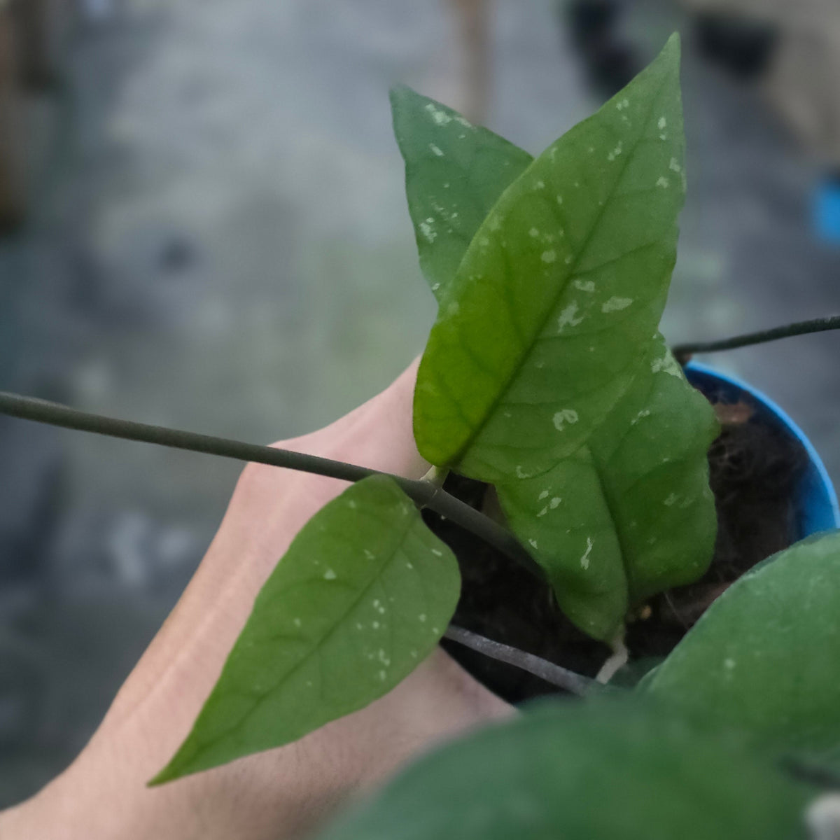 Hoya sp aceh dragon altar