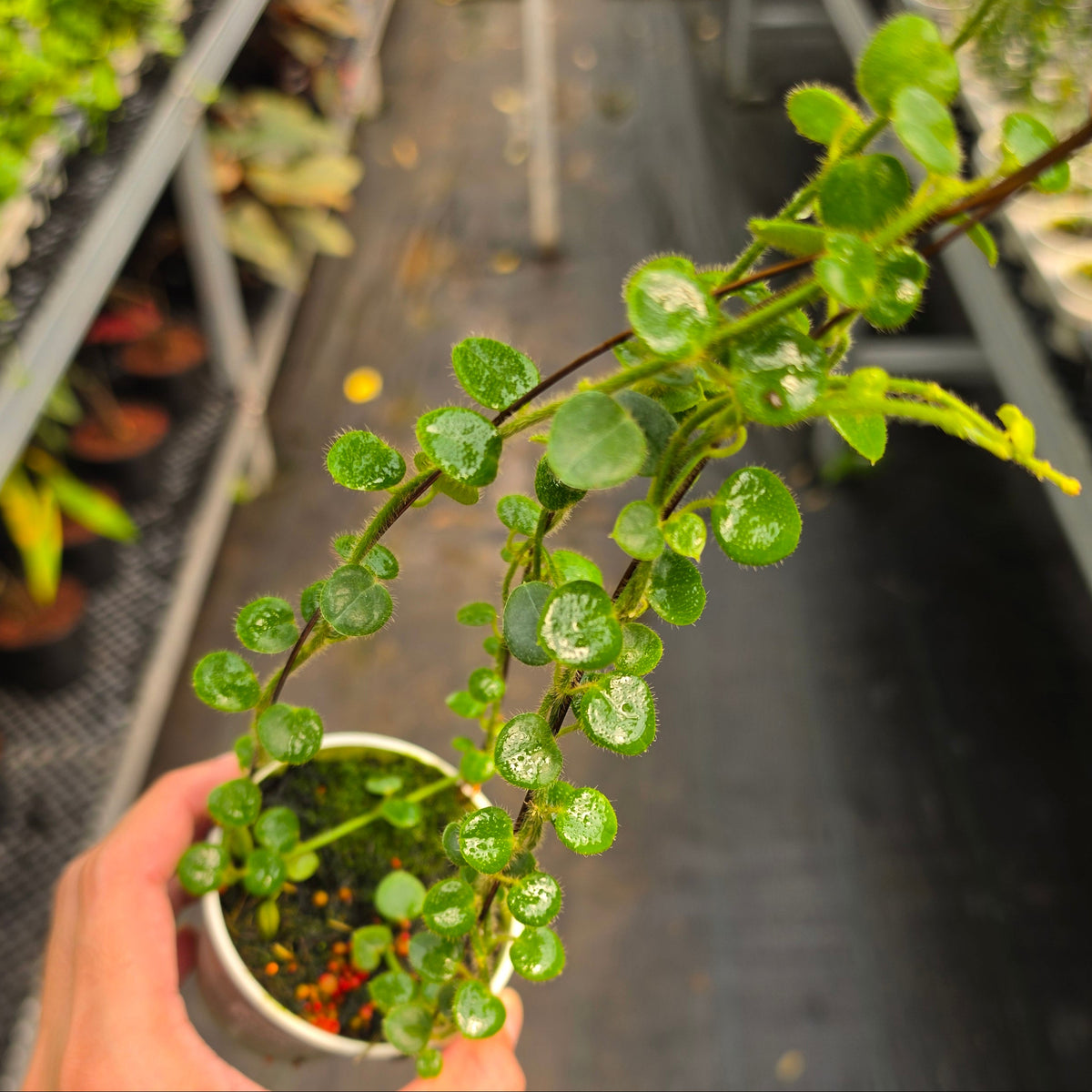Hoya sp. Mamasa (Papua Hoya)