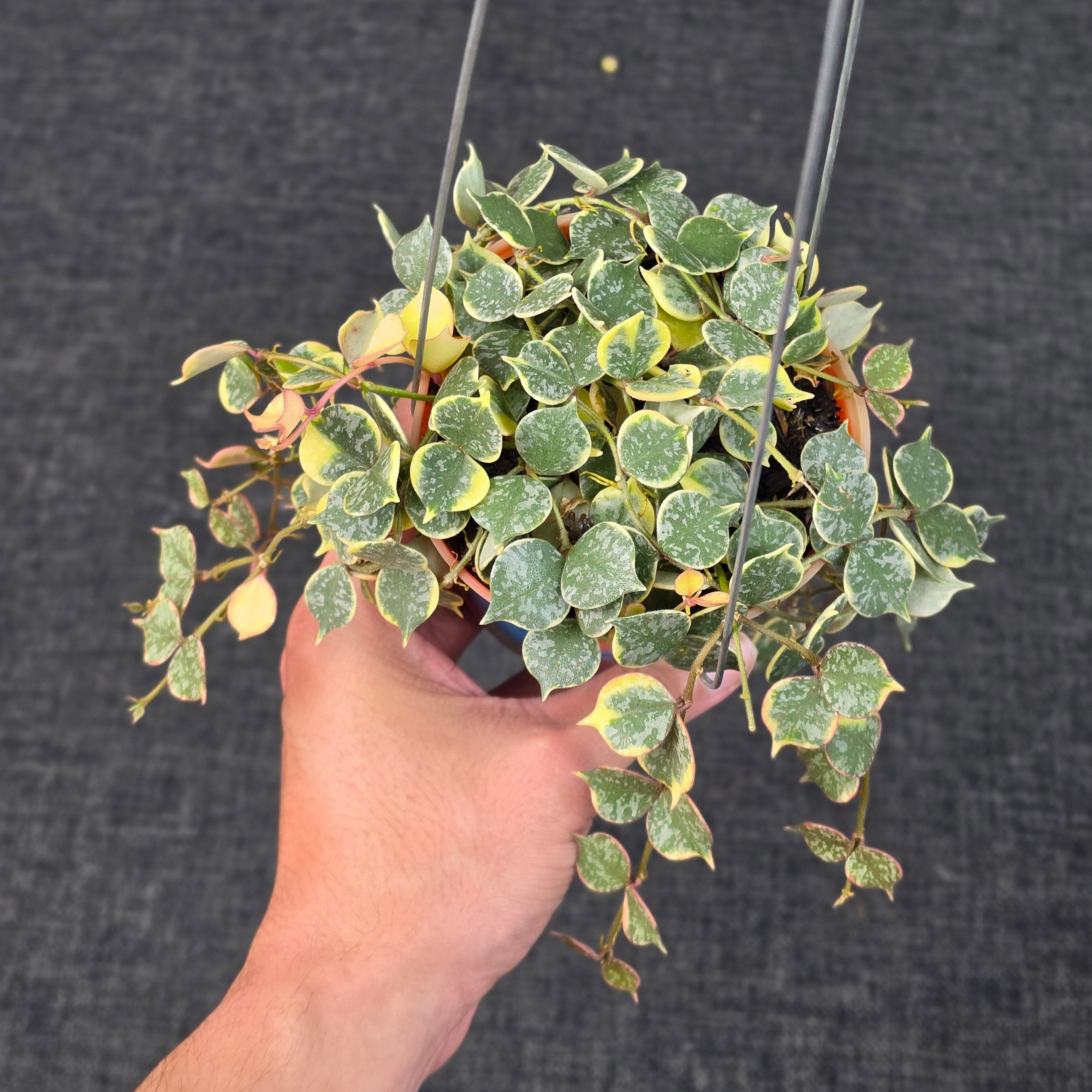Hoya curtisii 'Albomarginata'