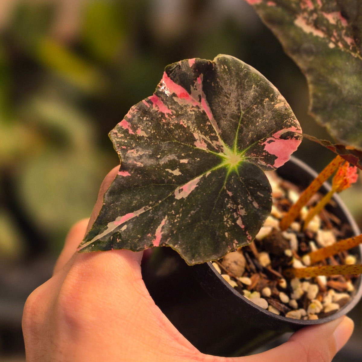 Begonia black fang pink variegated
