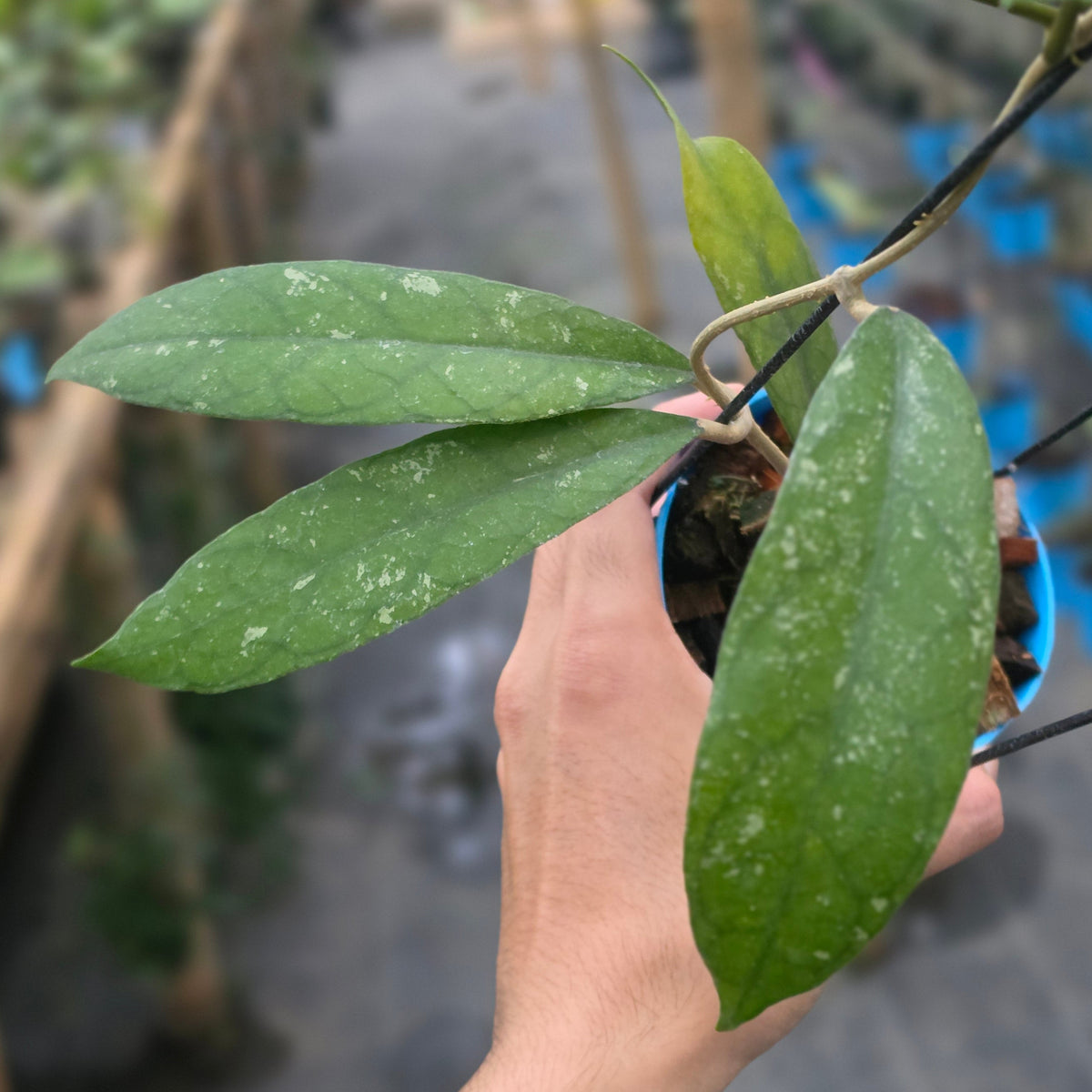 Hoya clemensiorum sp bengkunat