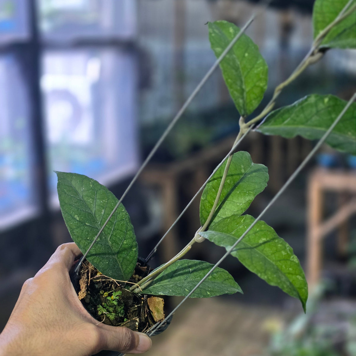 Hoya sp aceh green scale