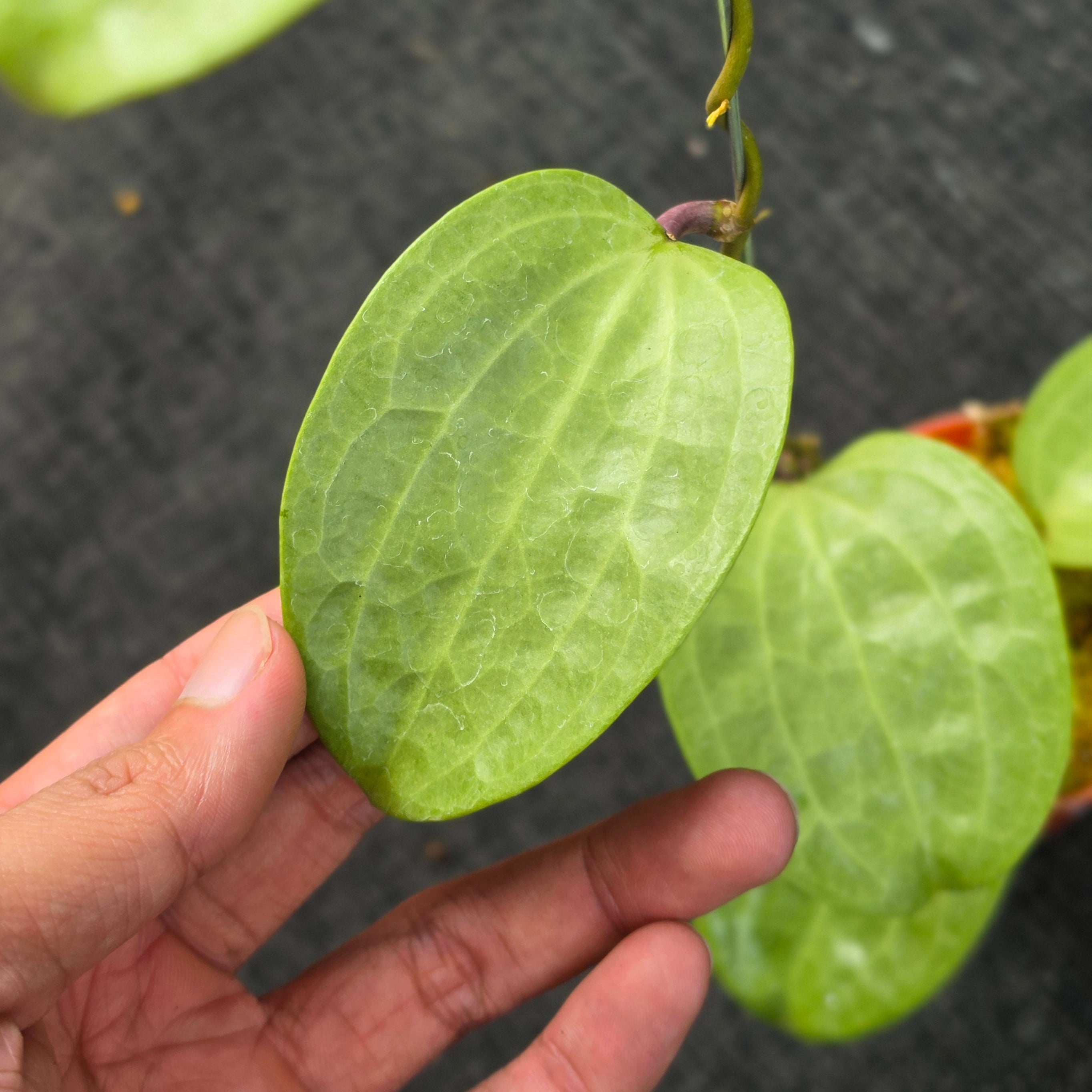 Hoya latifolia 'Filea'