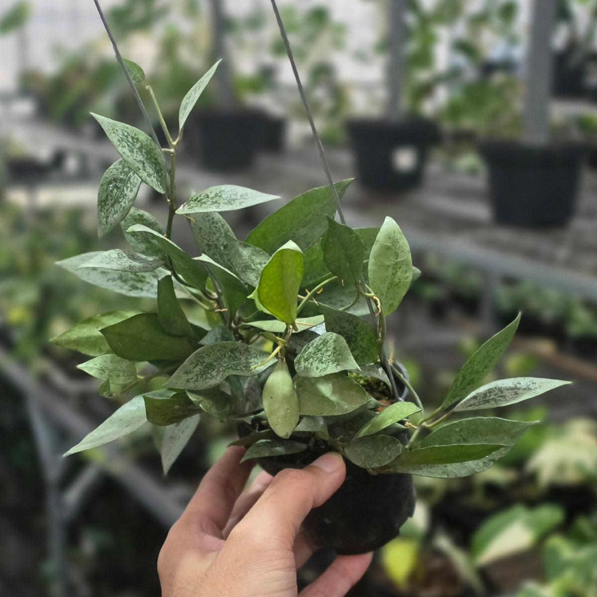 Hoya leopard skin silver