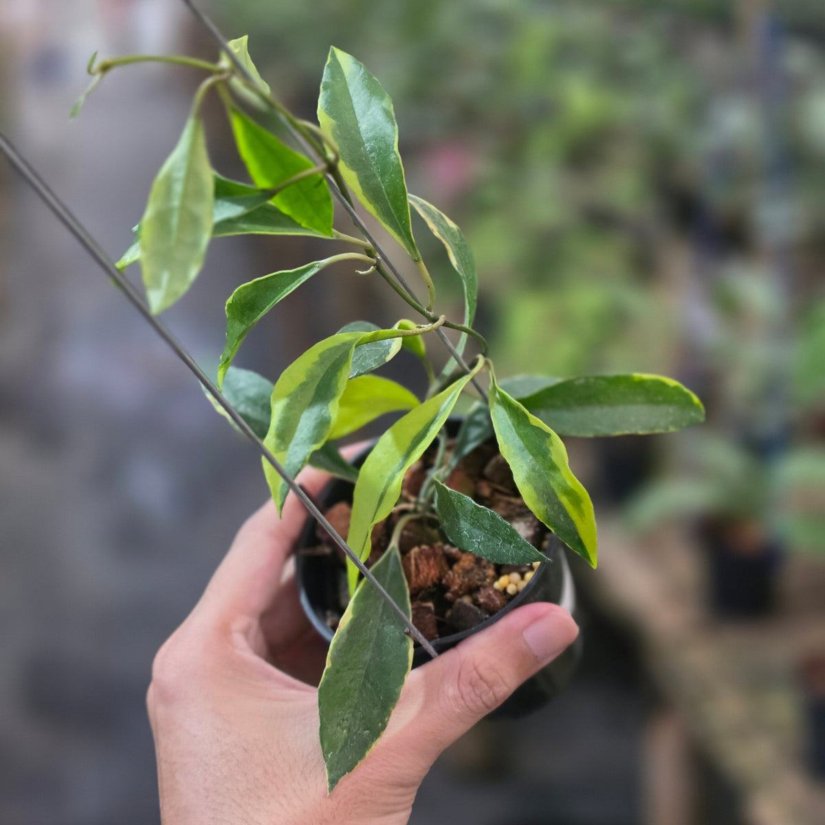 Hoya lacunosa sweet victory