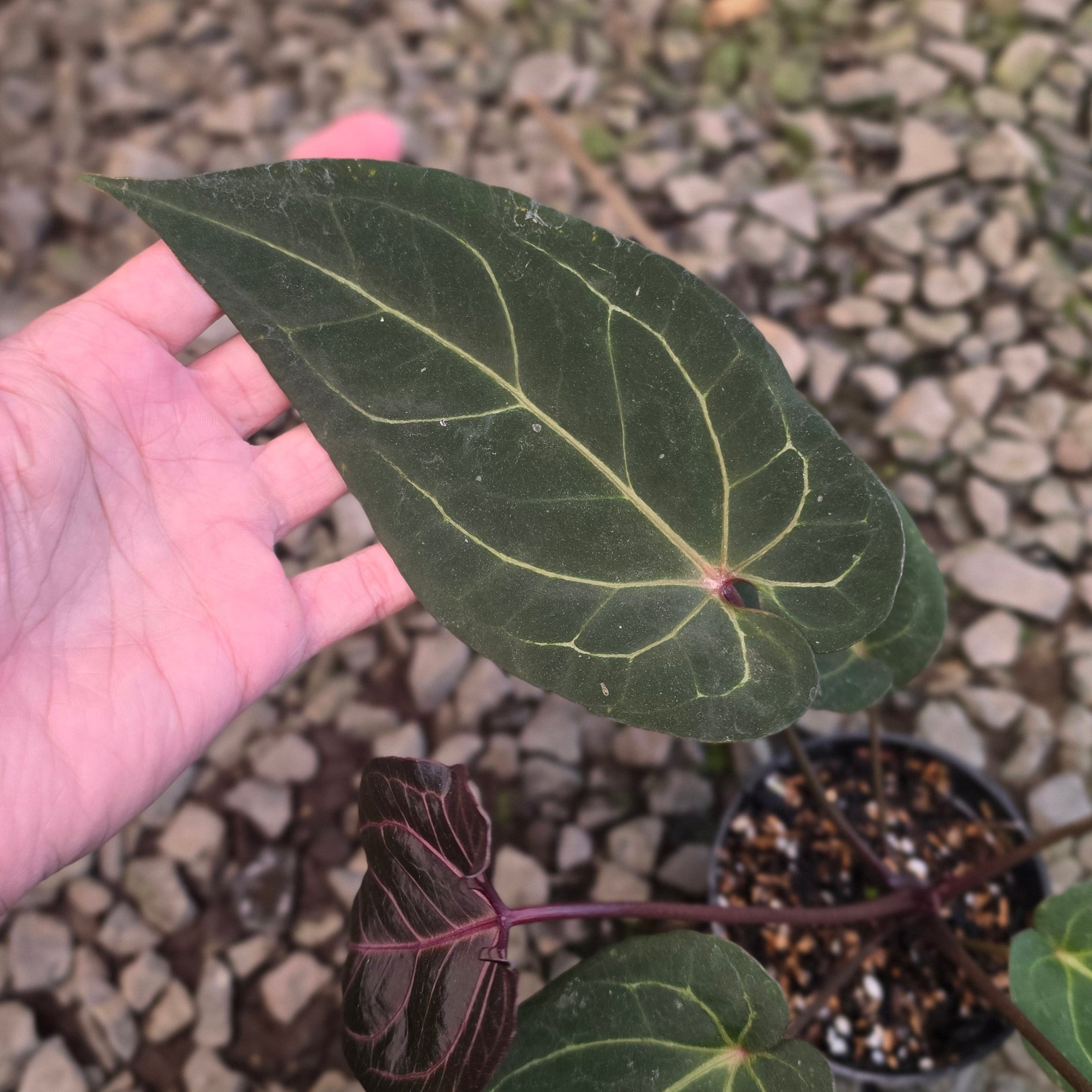 Anthurium angela black widow hybrid