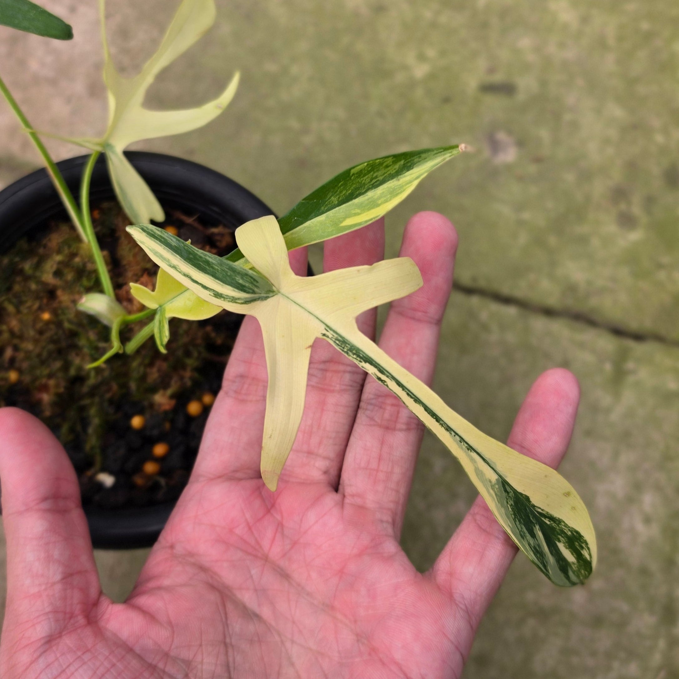 Philodendron Florida Beauty x Polypodioides Variegated