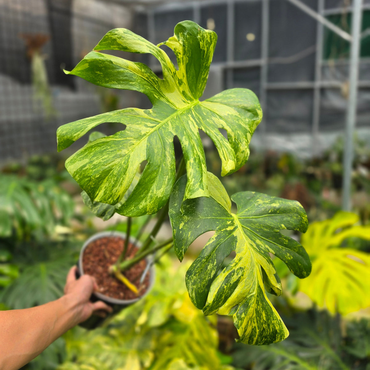 Monstera deliciosa 'Masterpiece'