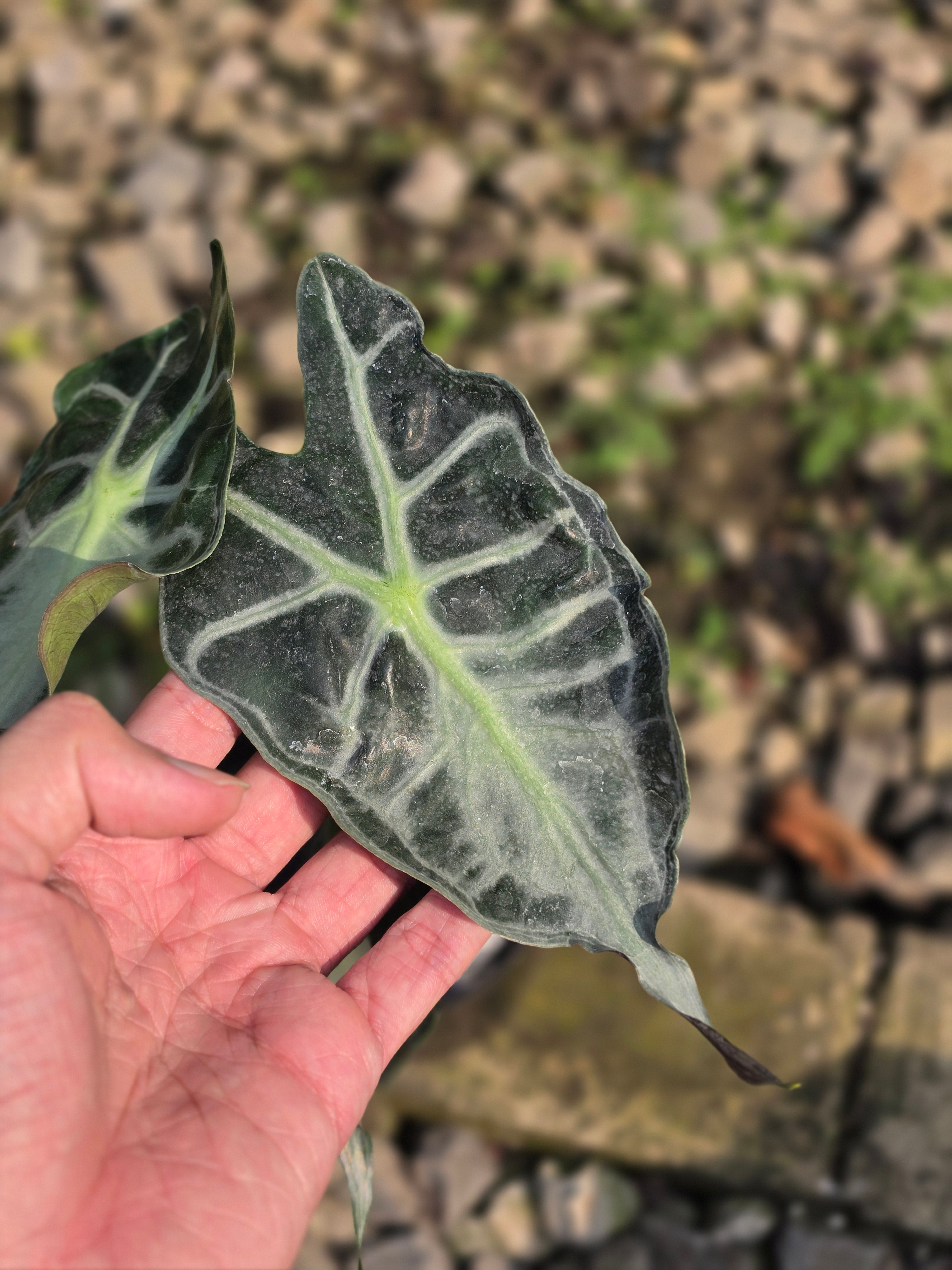 Alocasia venom