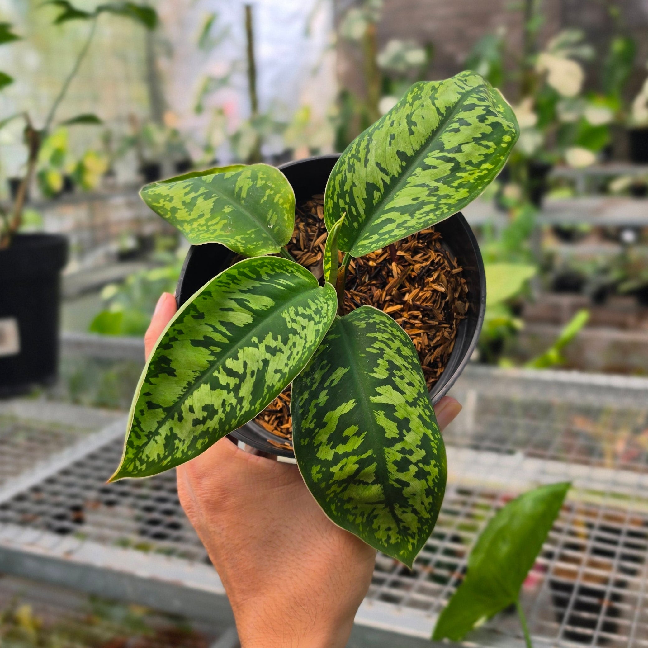 RP Homalomena Wallisii (army) - AM19-08