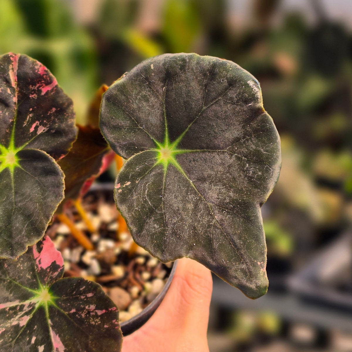 Begonia black fang pink variegated