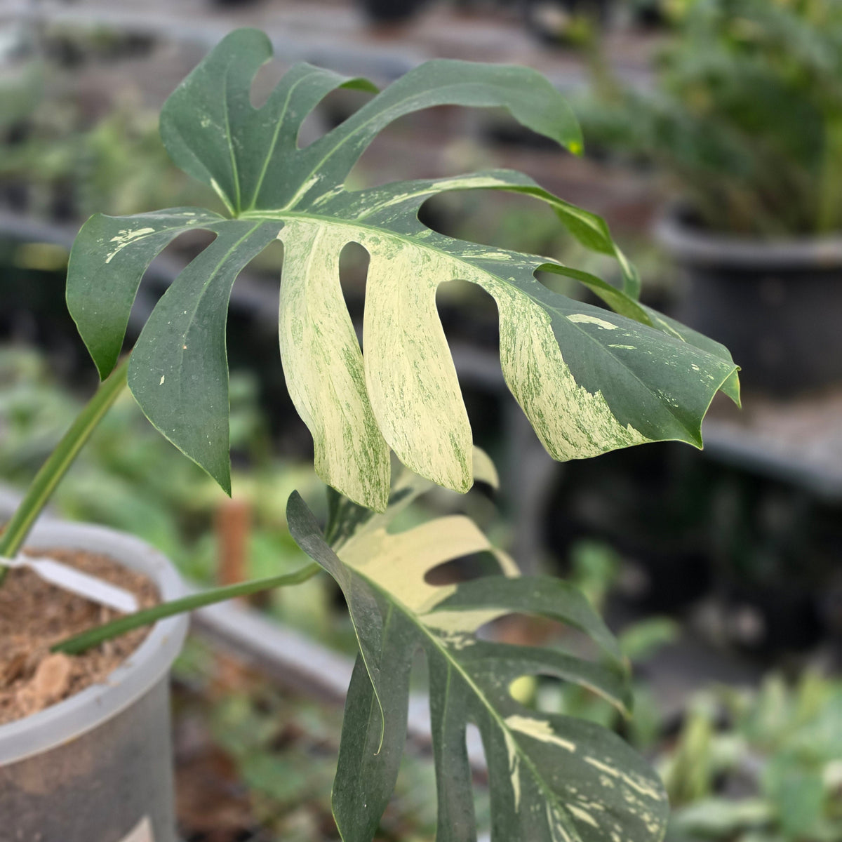 Monstera jungle mint noid (mature size) - AM03-09