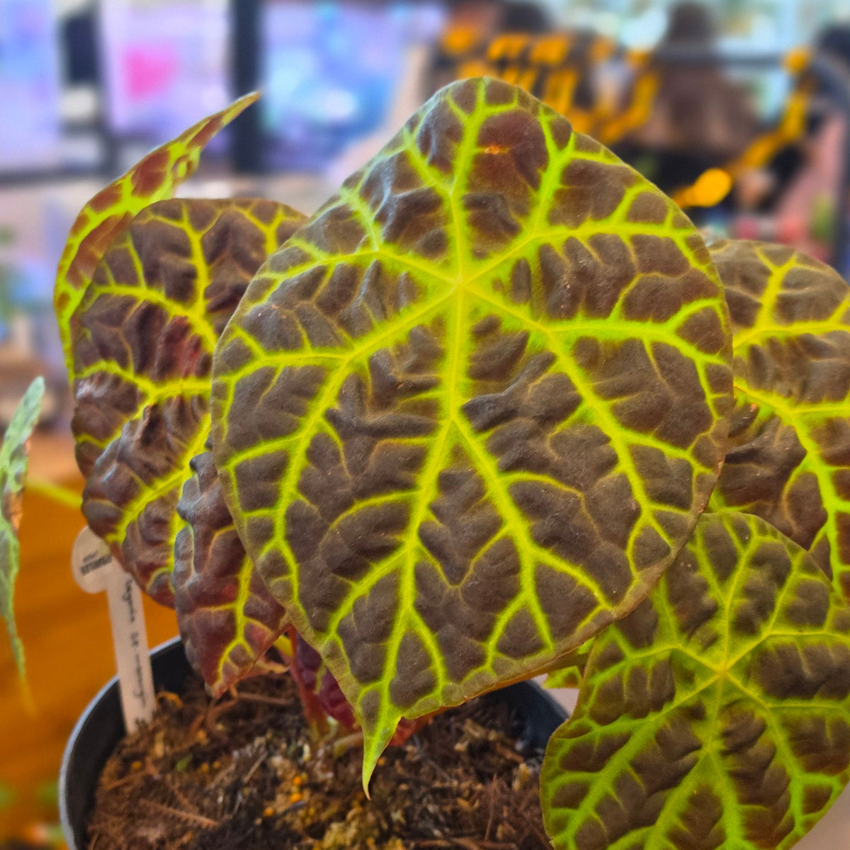 Begonia sp merangin - mature
