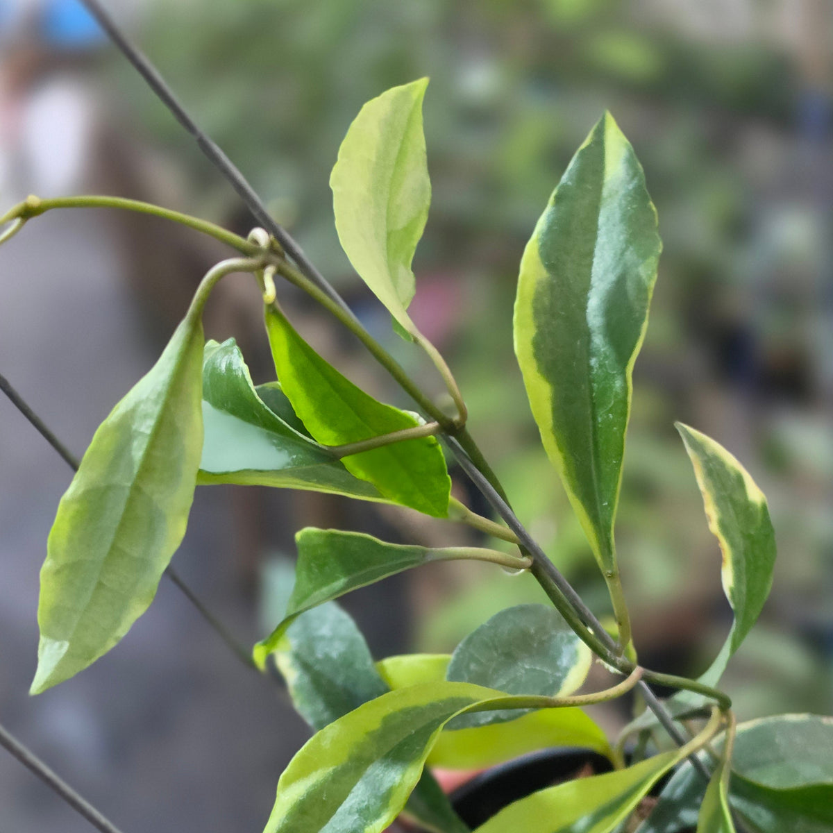 Hoya lacunosa sweet victory