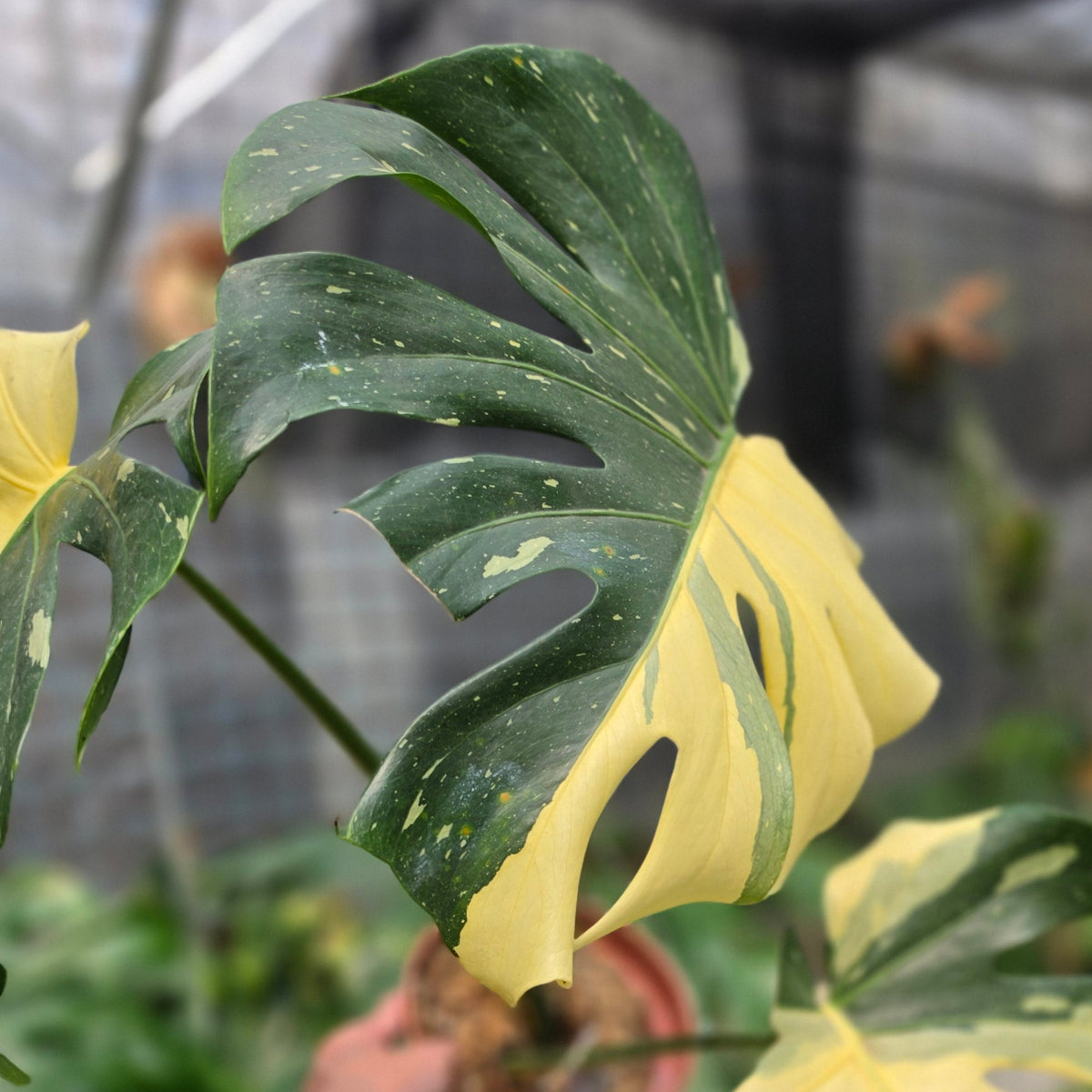 Monstera Deliciosa 'Casper'