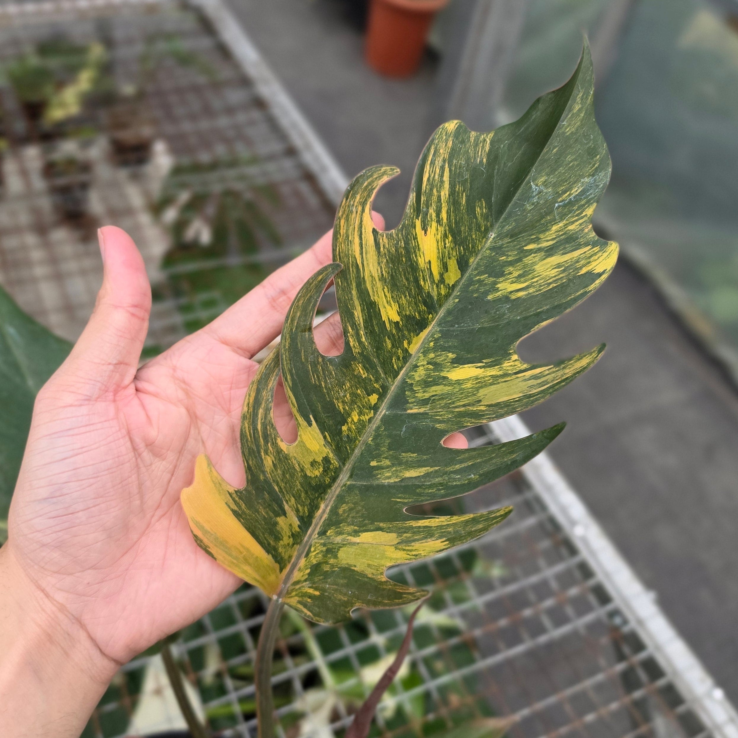 RP Philodendron Caramel marble variegated - AM21-08
