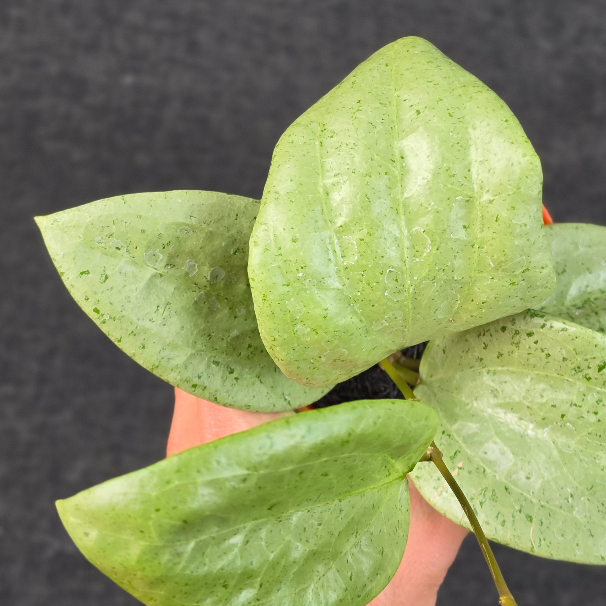 Hoya glabra 'gin' (silver)