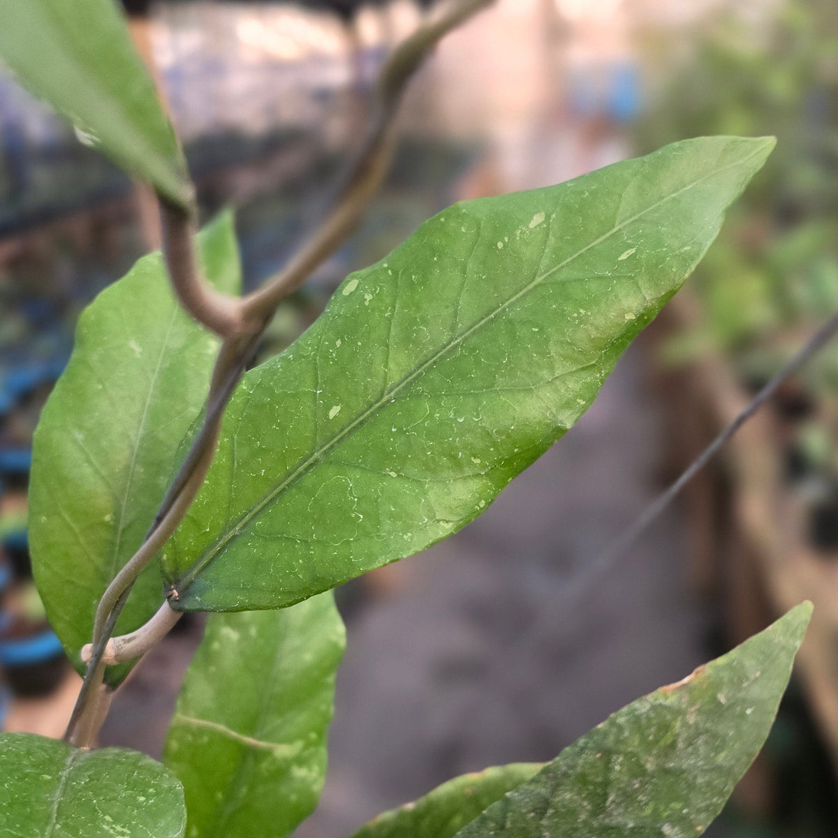 Hoya sp aceh 'green talon'