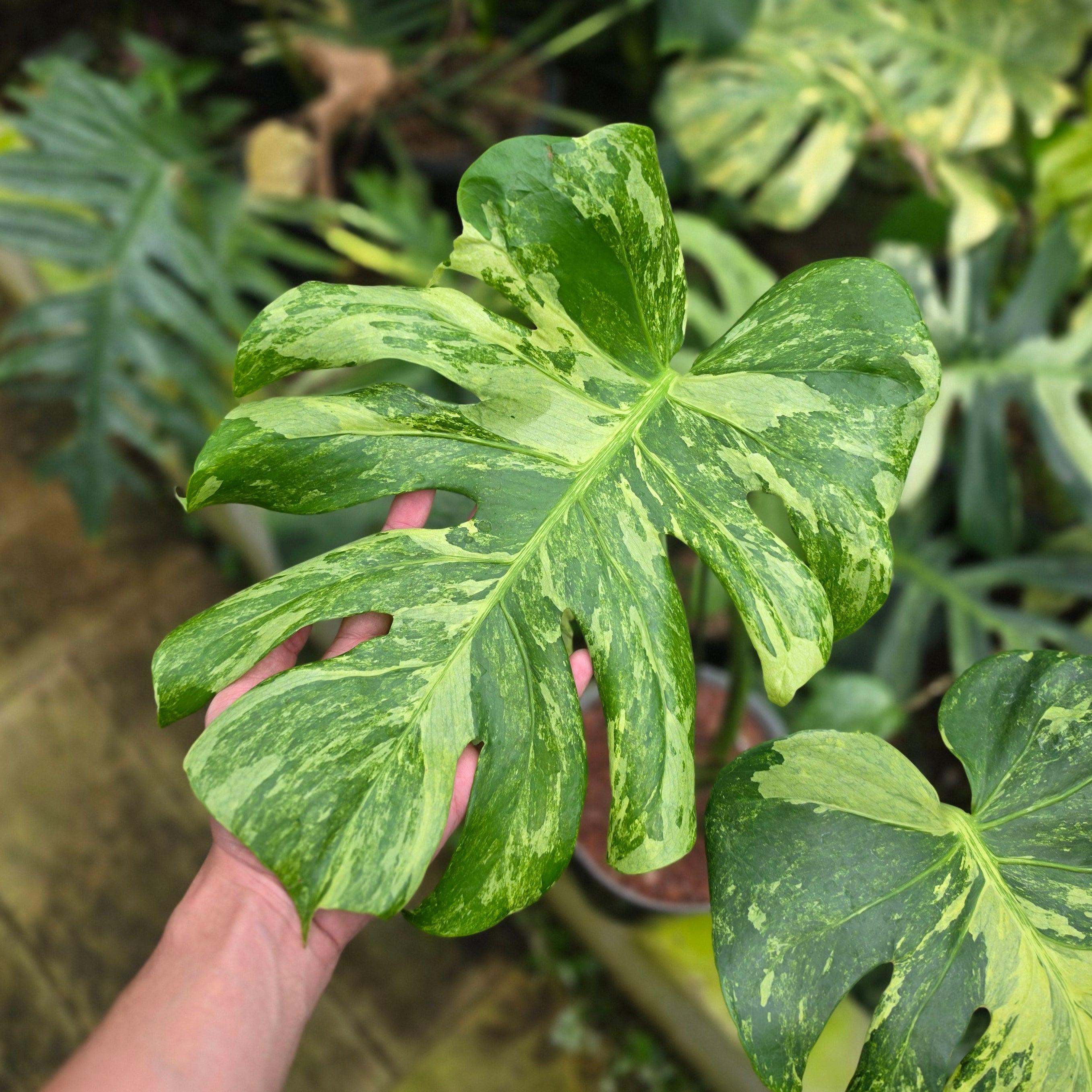 Monstera deliciosa 'Masterpiece'