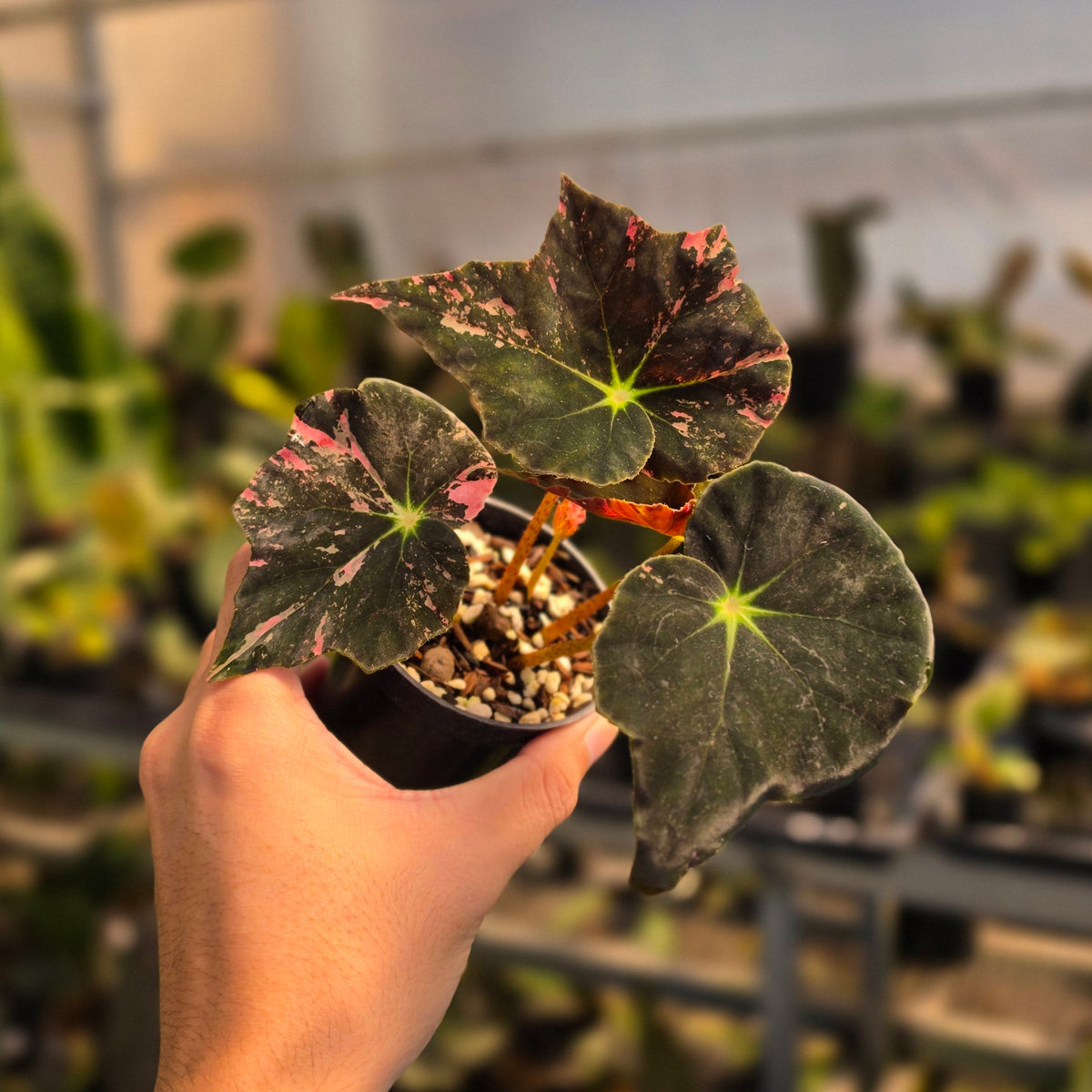 Begonia black fang pink variegated