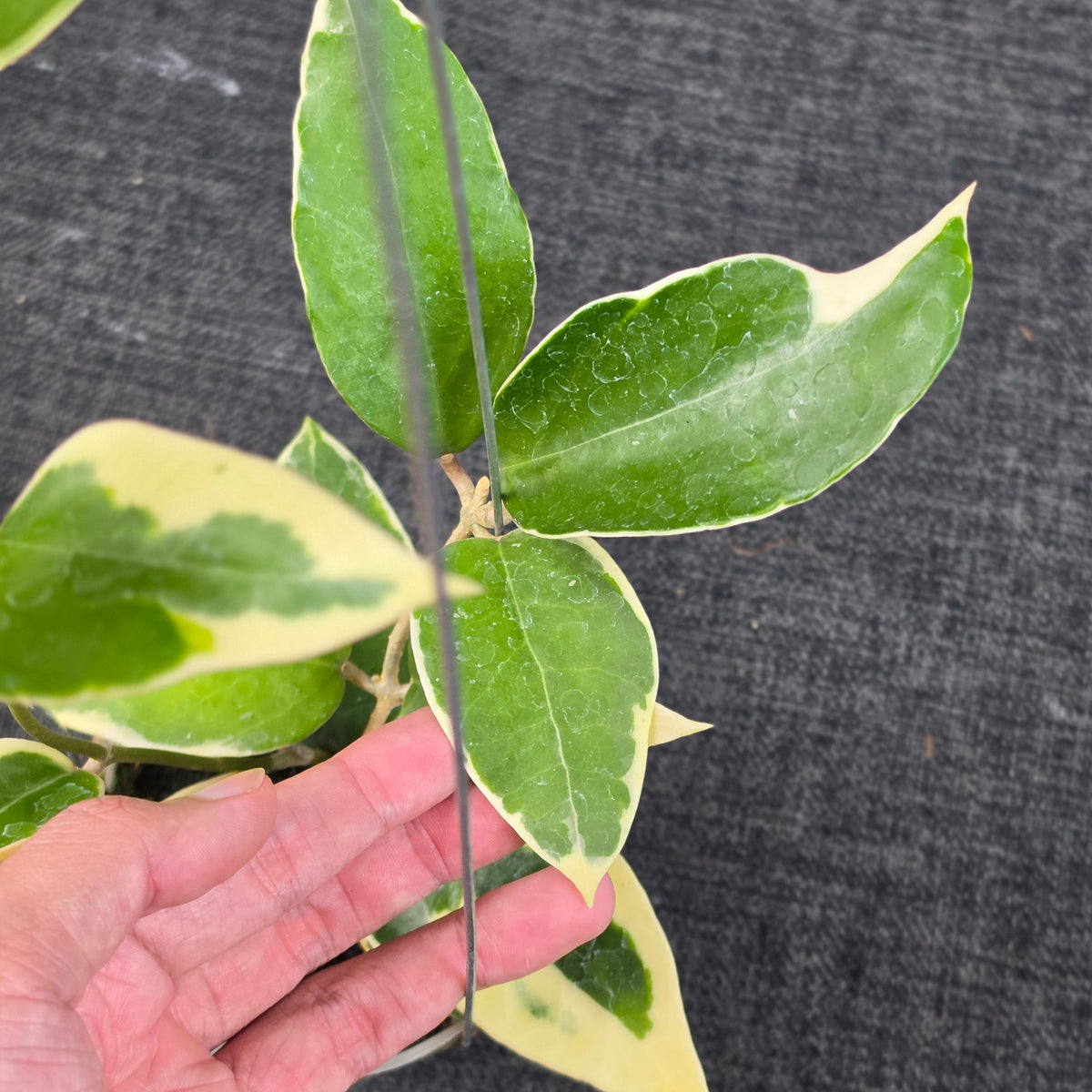 Hoya panglayensis 'Albomarginata'