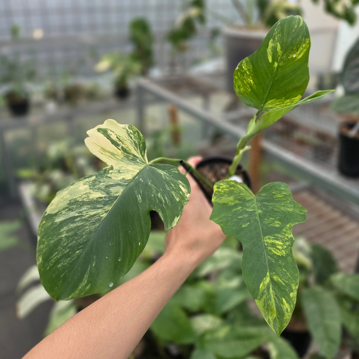 Philodendron florida beauty x bob cee var - AM23-09