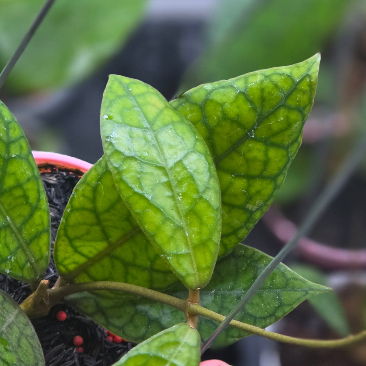 Hoya tortoise sp sumatra