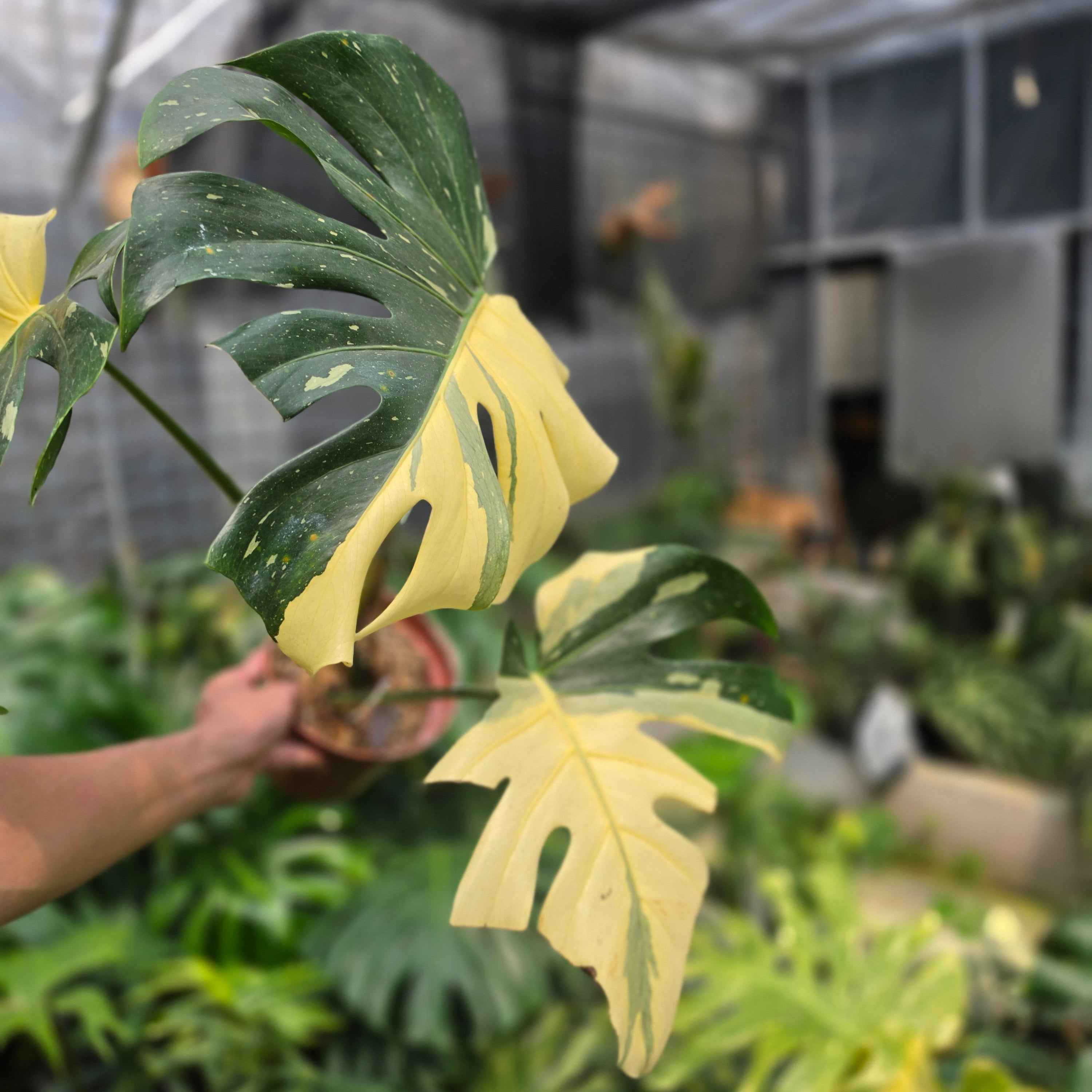 Monstera Deliciosa 'Casper'