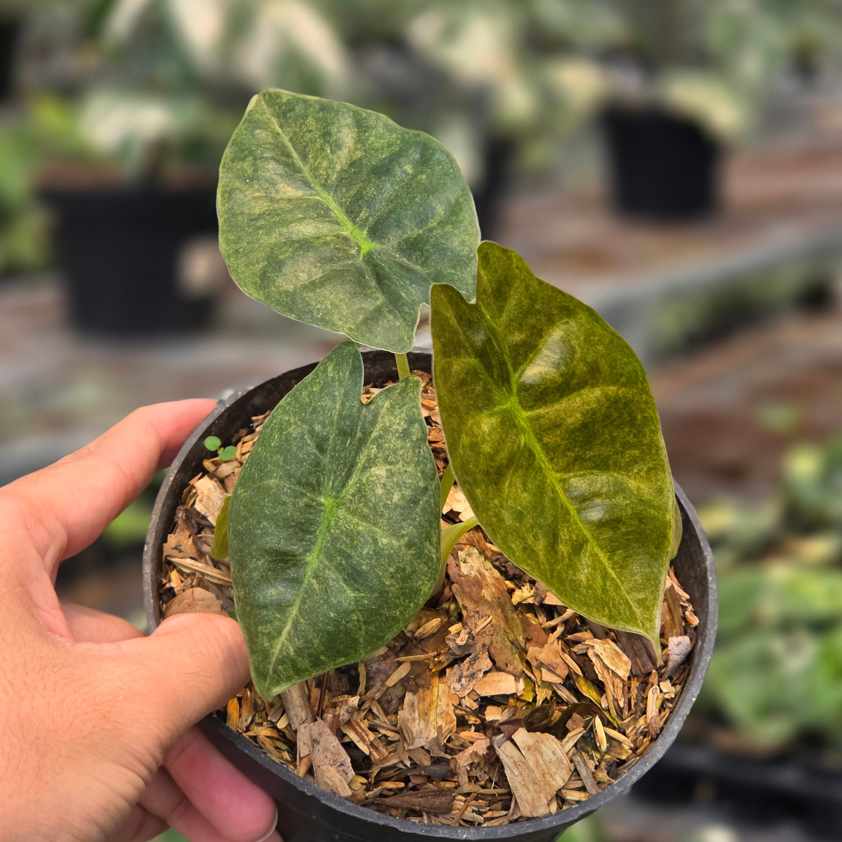 Alocasia golden bone variegated