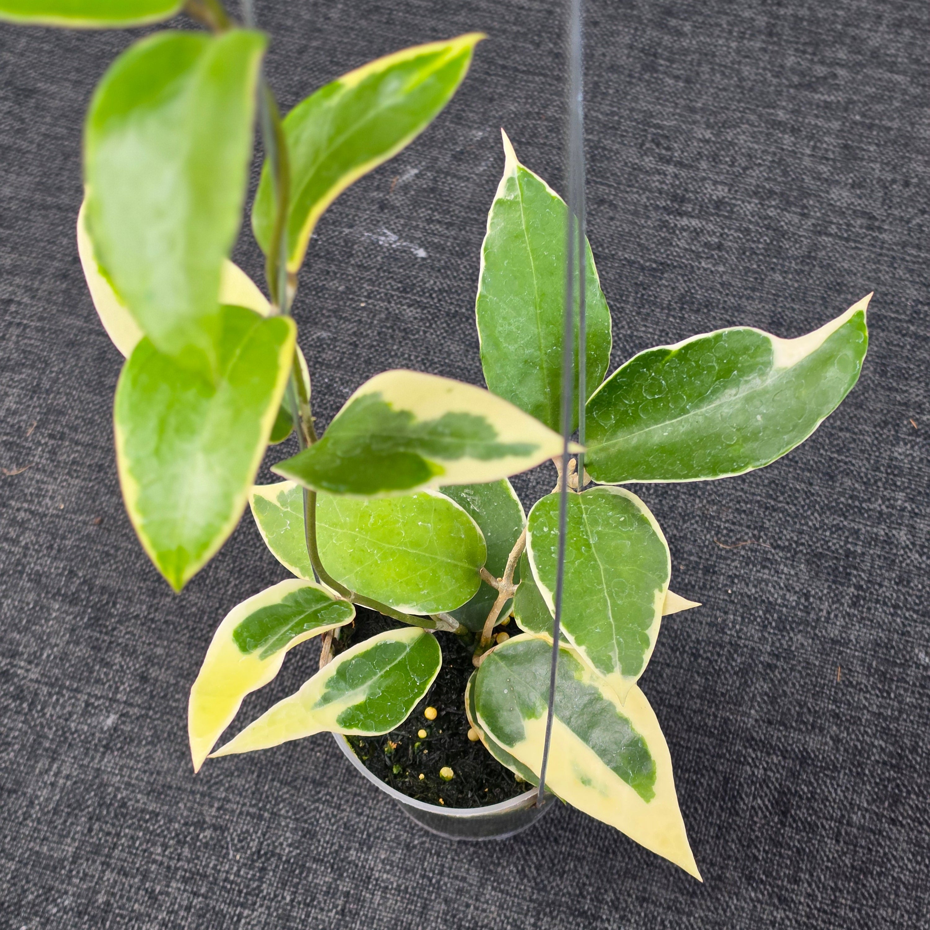 Hoya panglayensis 'Albomarginata'