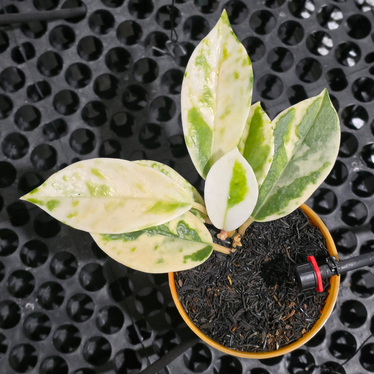 Hoya carnosa 'Madara Snow Angel'