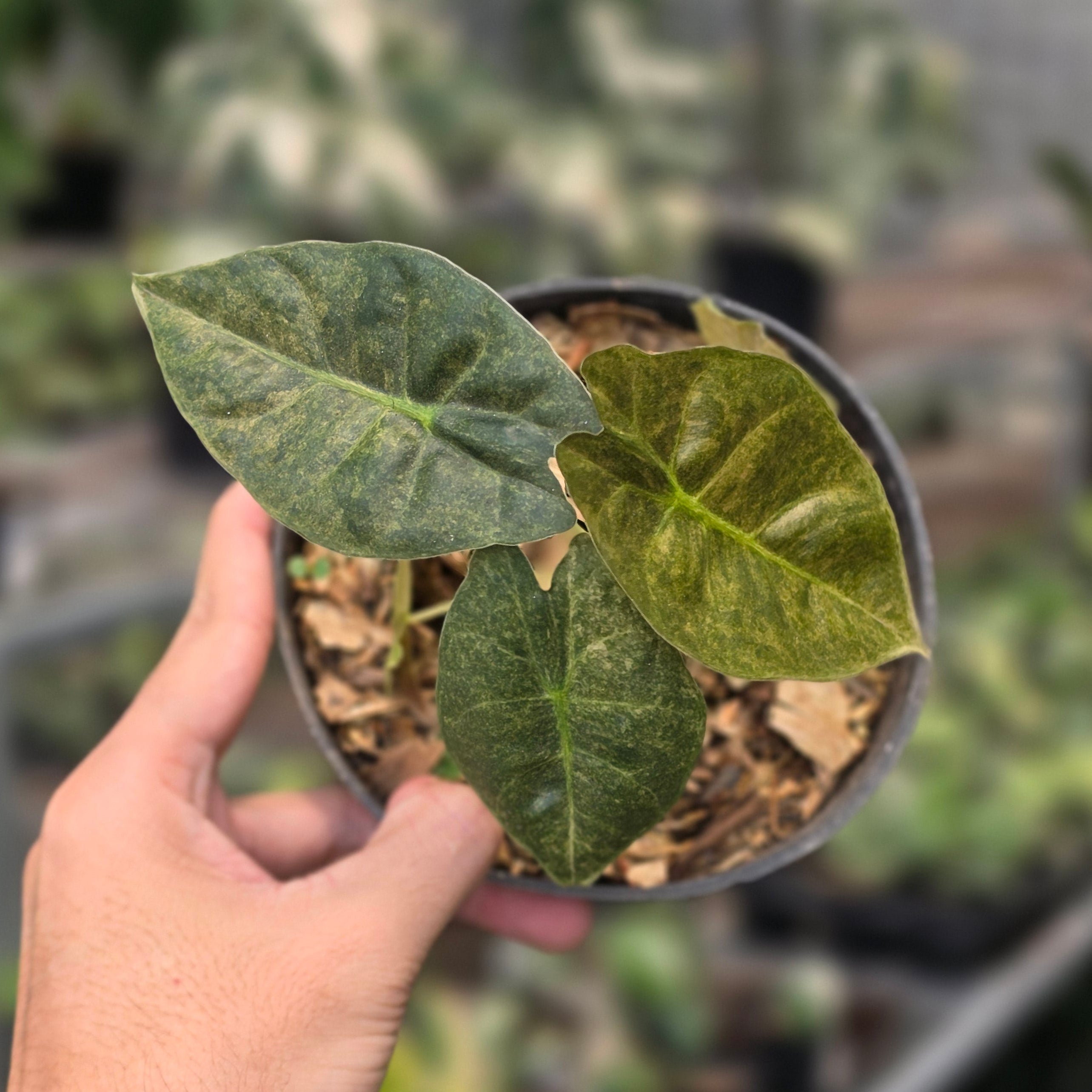 Alocasia golden bone variegated - medium size