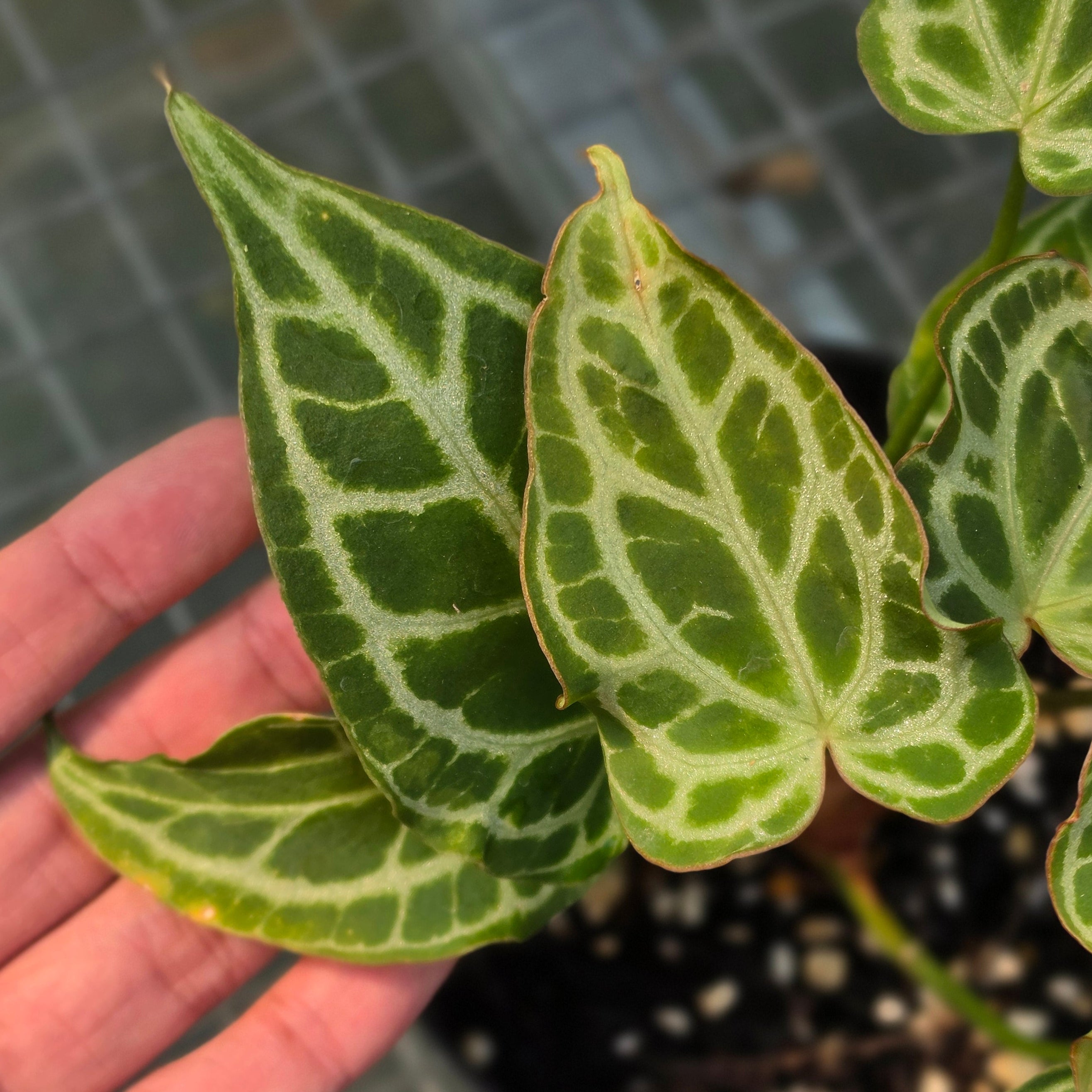 Anthurium crystallinum 'Orochi'