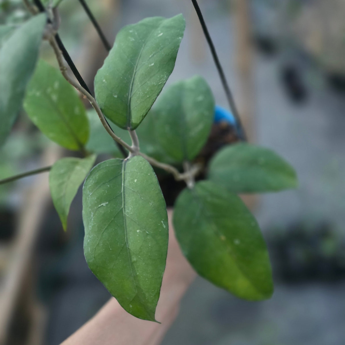 Hoya sp aceh dragon altar