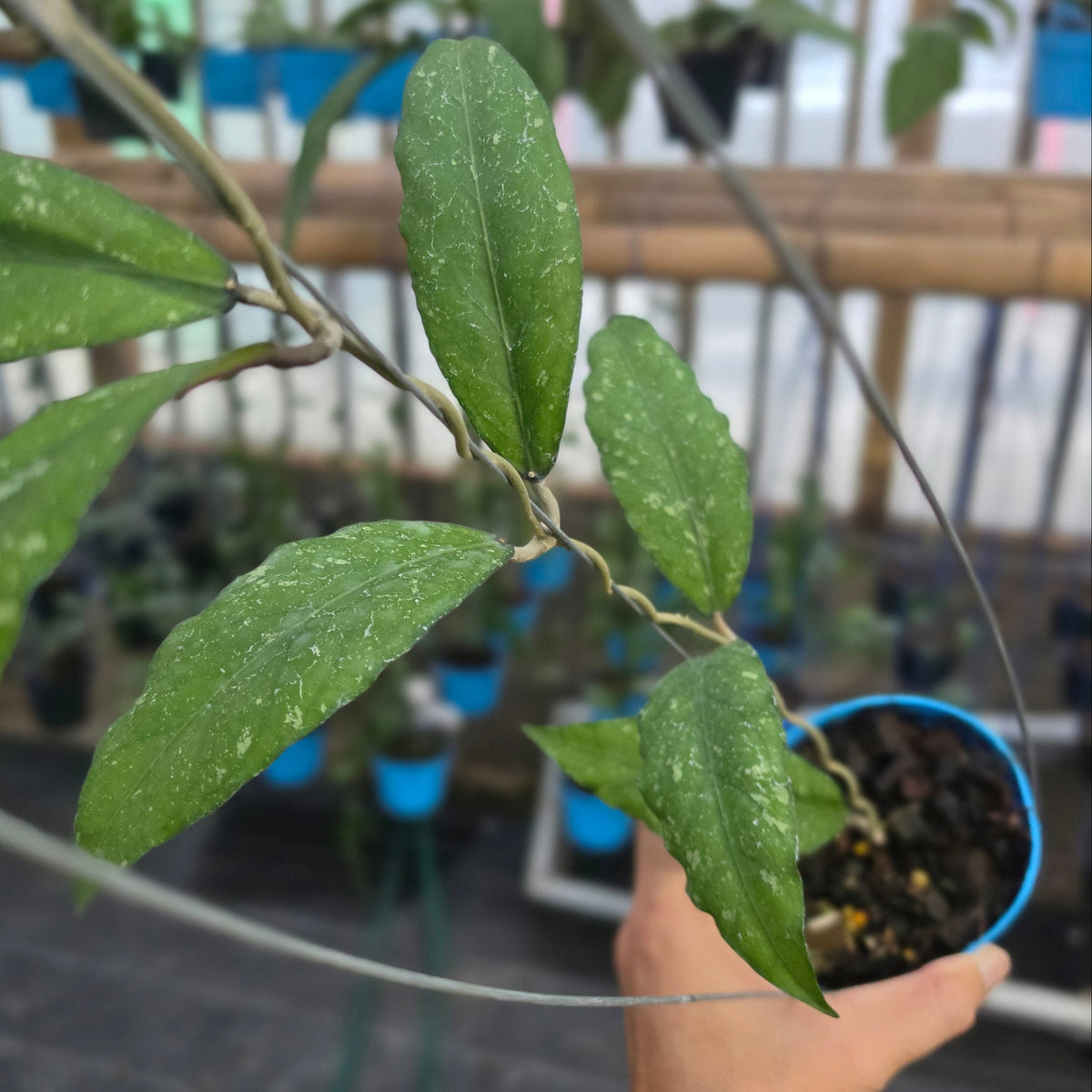 Hoya sp aceh galaxy splash