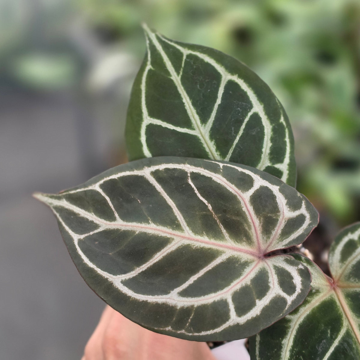 Anthurium king of spades x red crystallinum - AM26-09