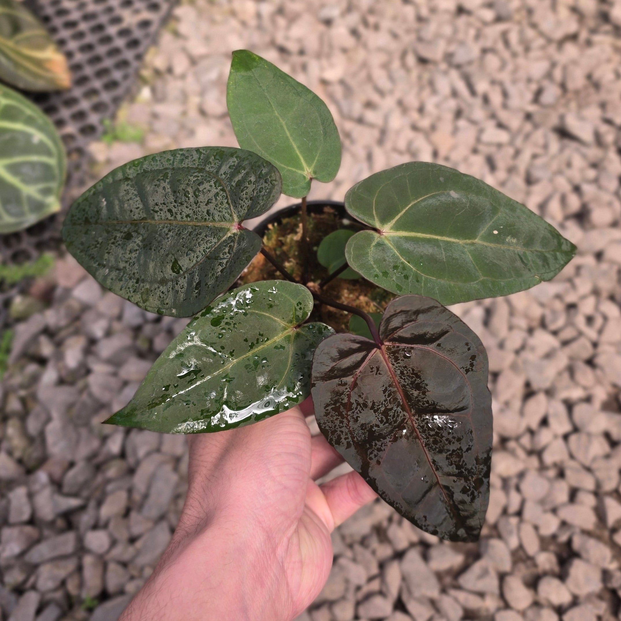 Anthurium dark handsome x red velvet cake