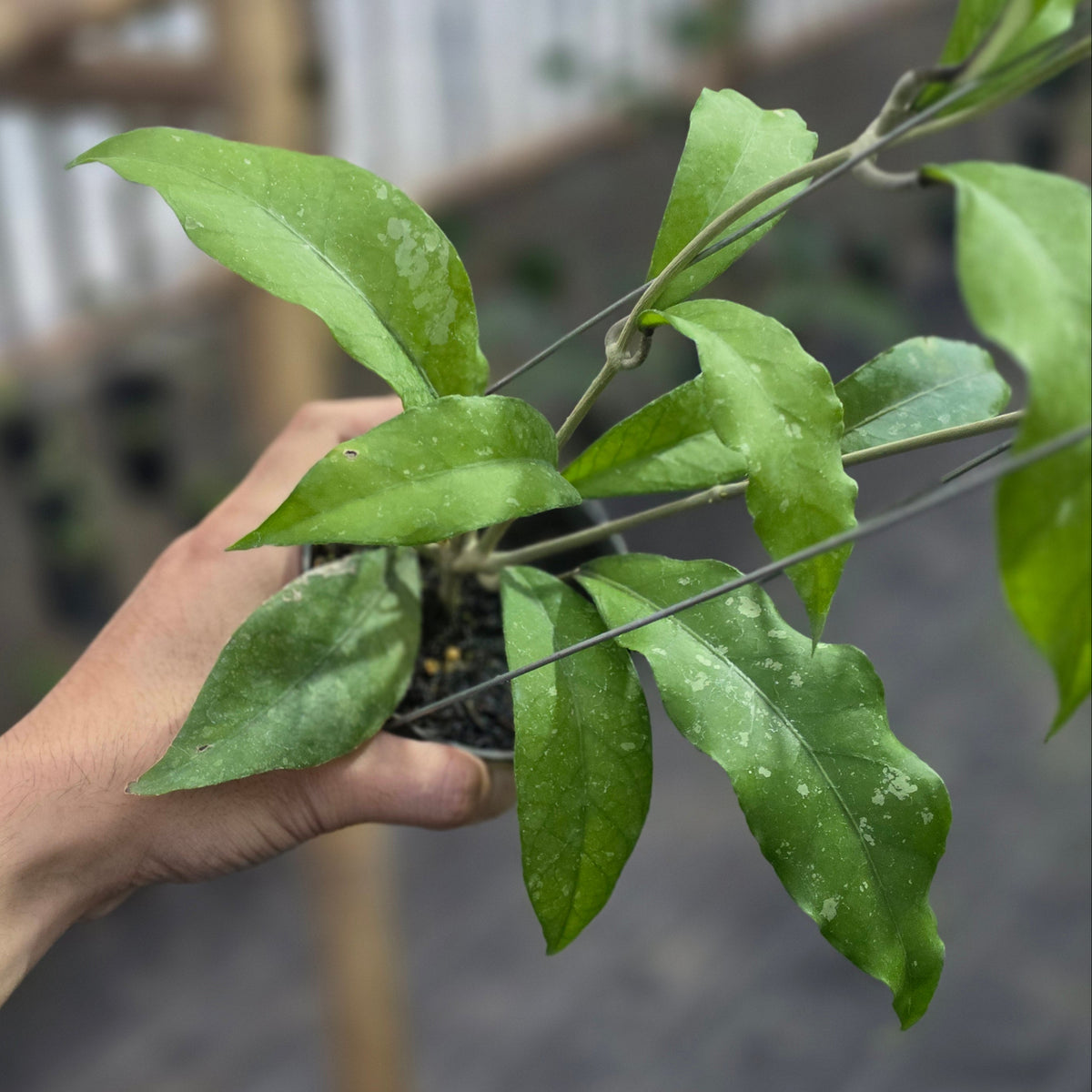 Hoya sp aceh 'unicorn'